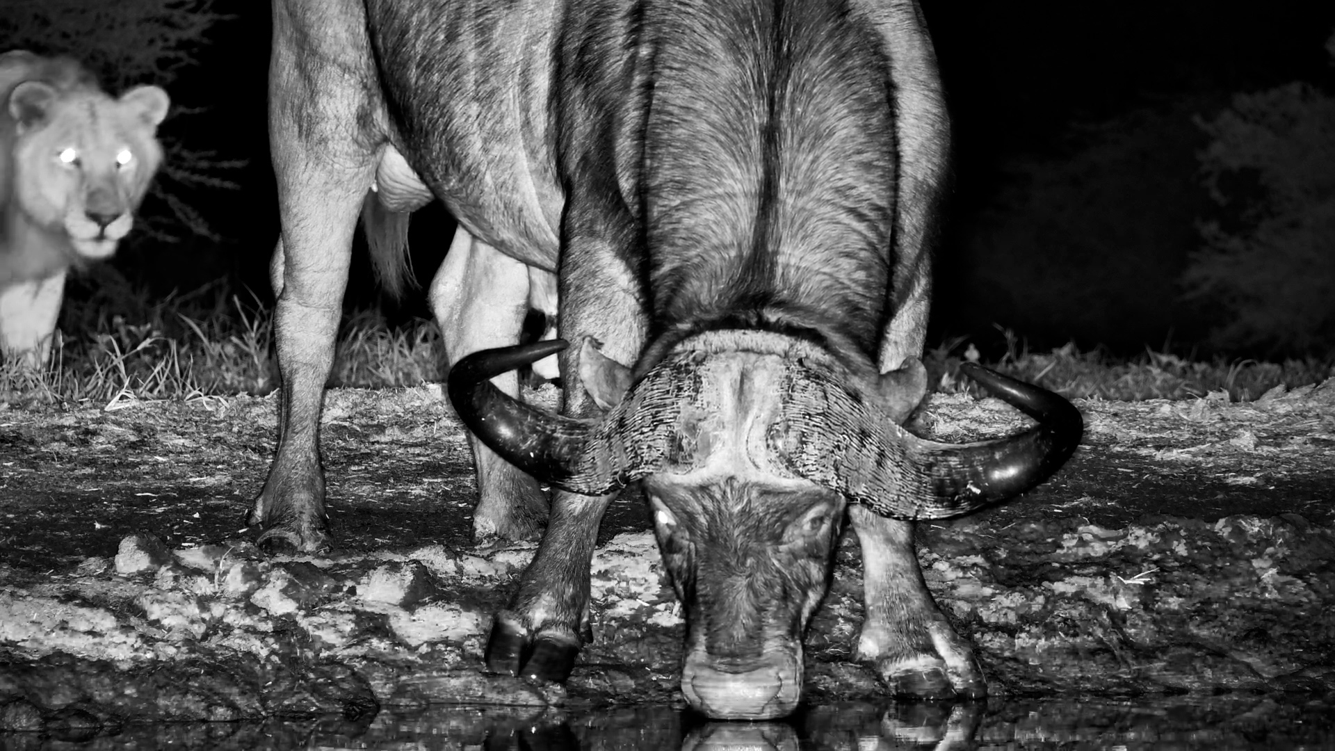 Lions Take on a Buffalo in the Dark