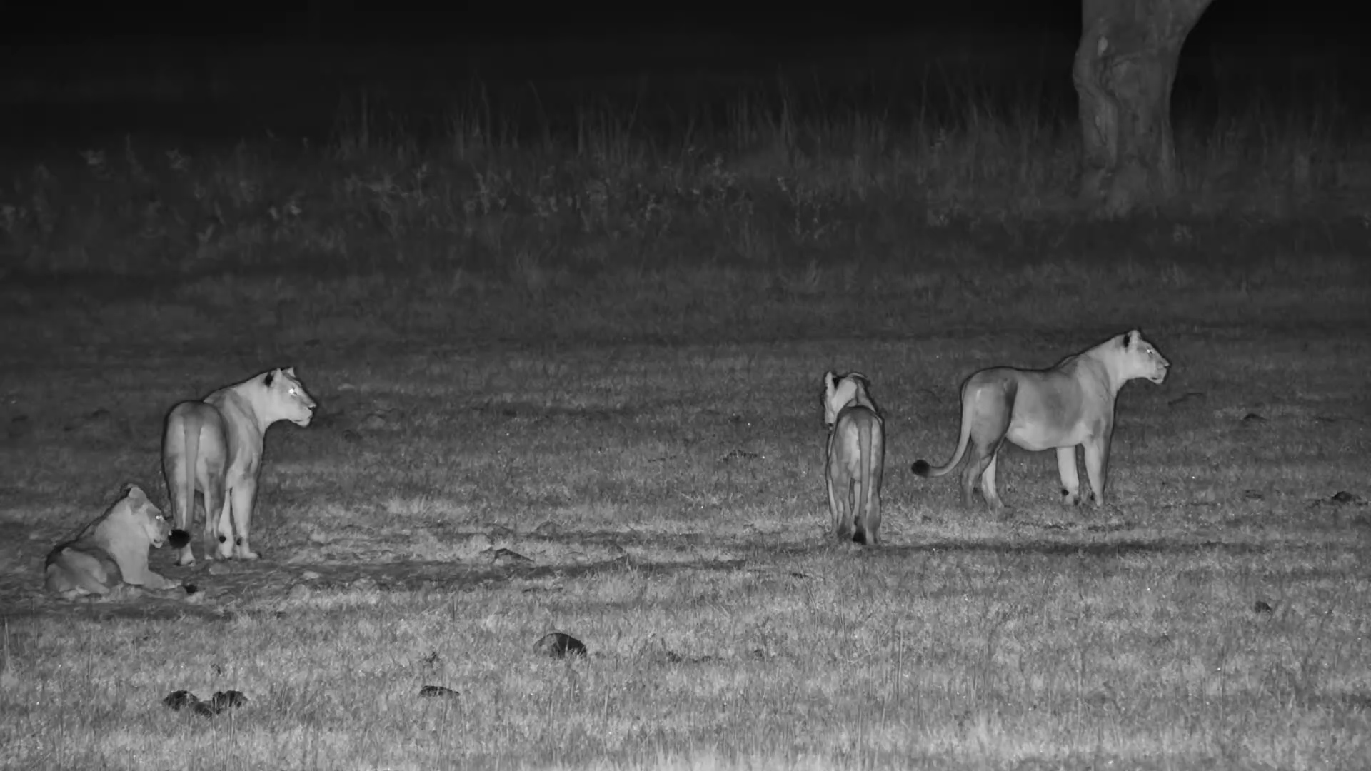 On the Move in the Dark… Lions Start Their Hunt