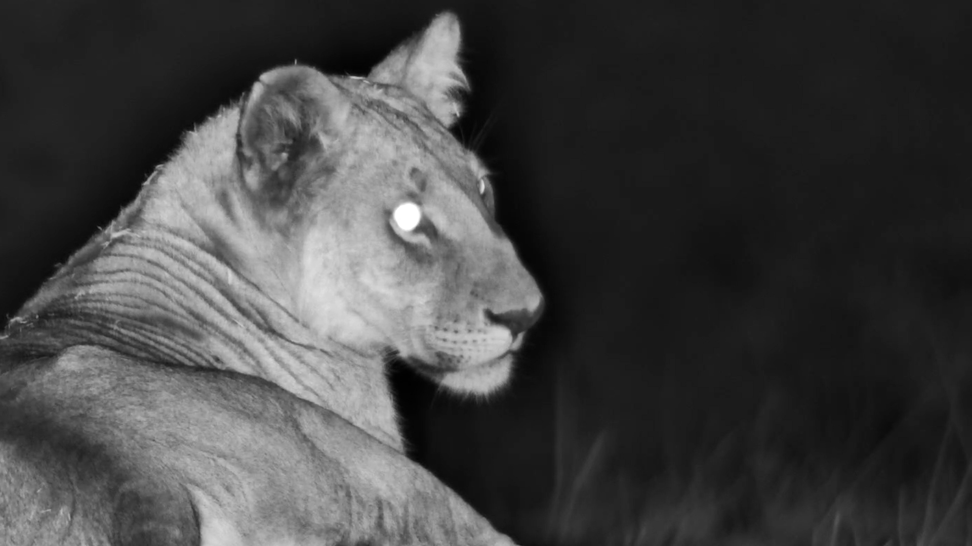 Lions Hanging Out After Dark