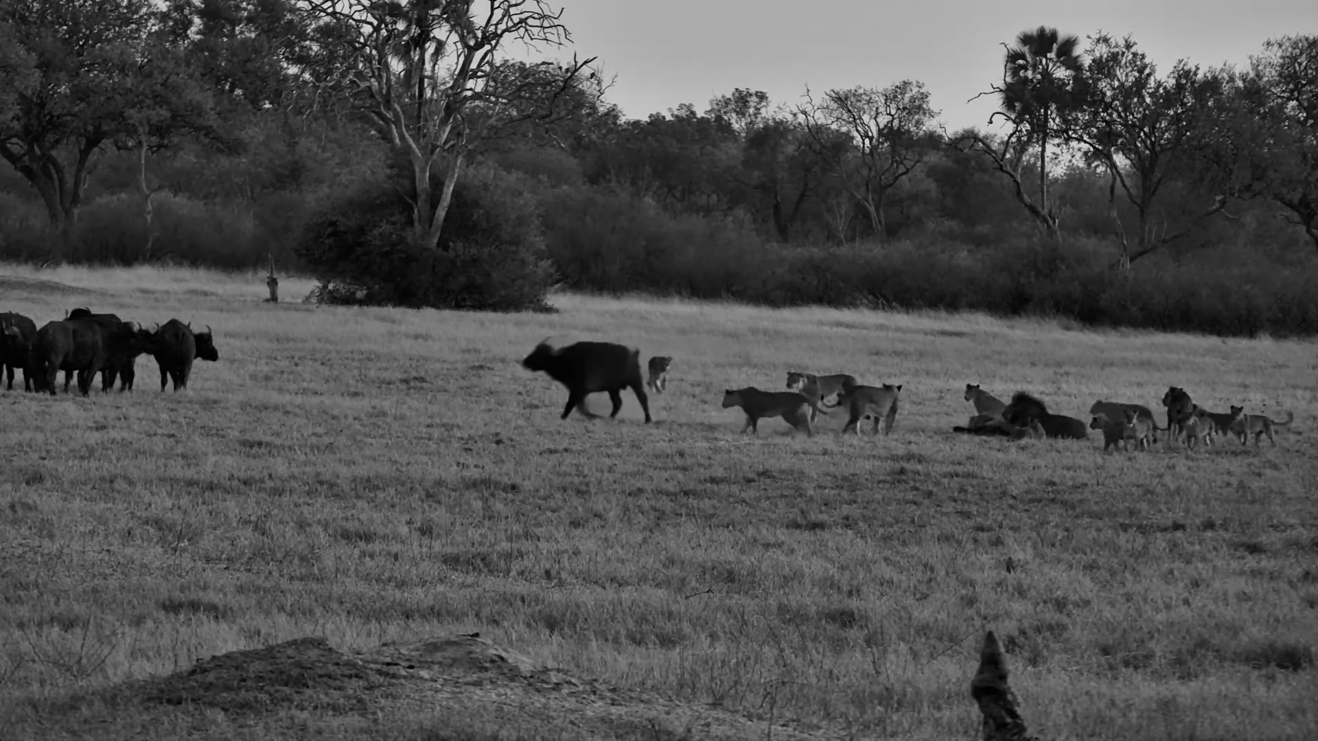 Lions Hunt Buffalo... Then the Entire Herd Turns Around!