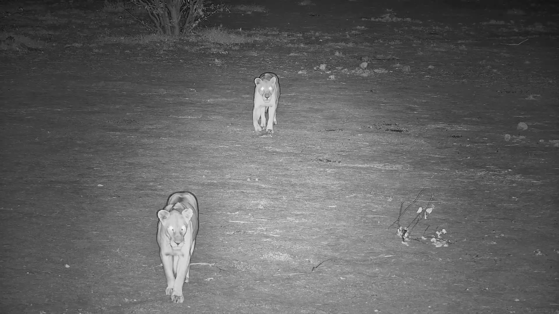 The Pride Emerges After Dark