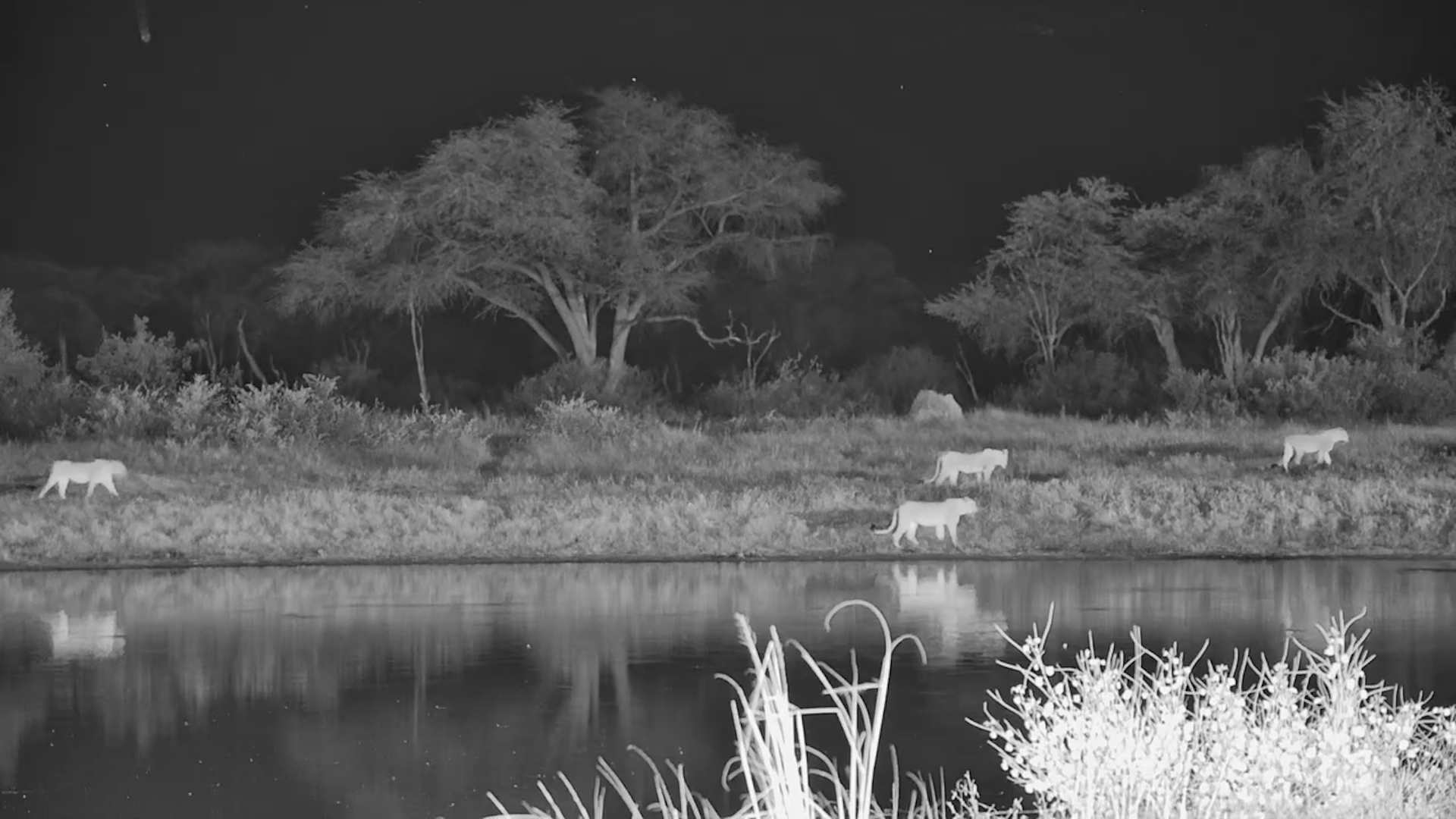 Lions Walk Right Past the Waterhole