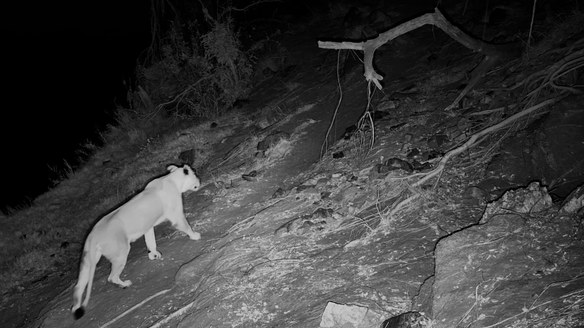 Lionesses Patrol Along the Riverbank