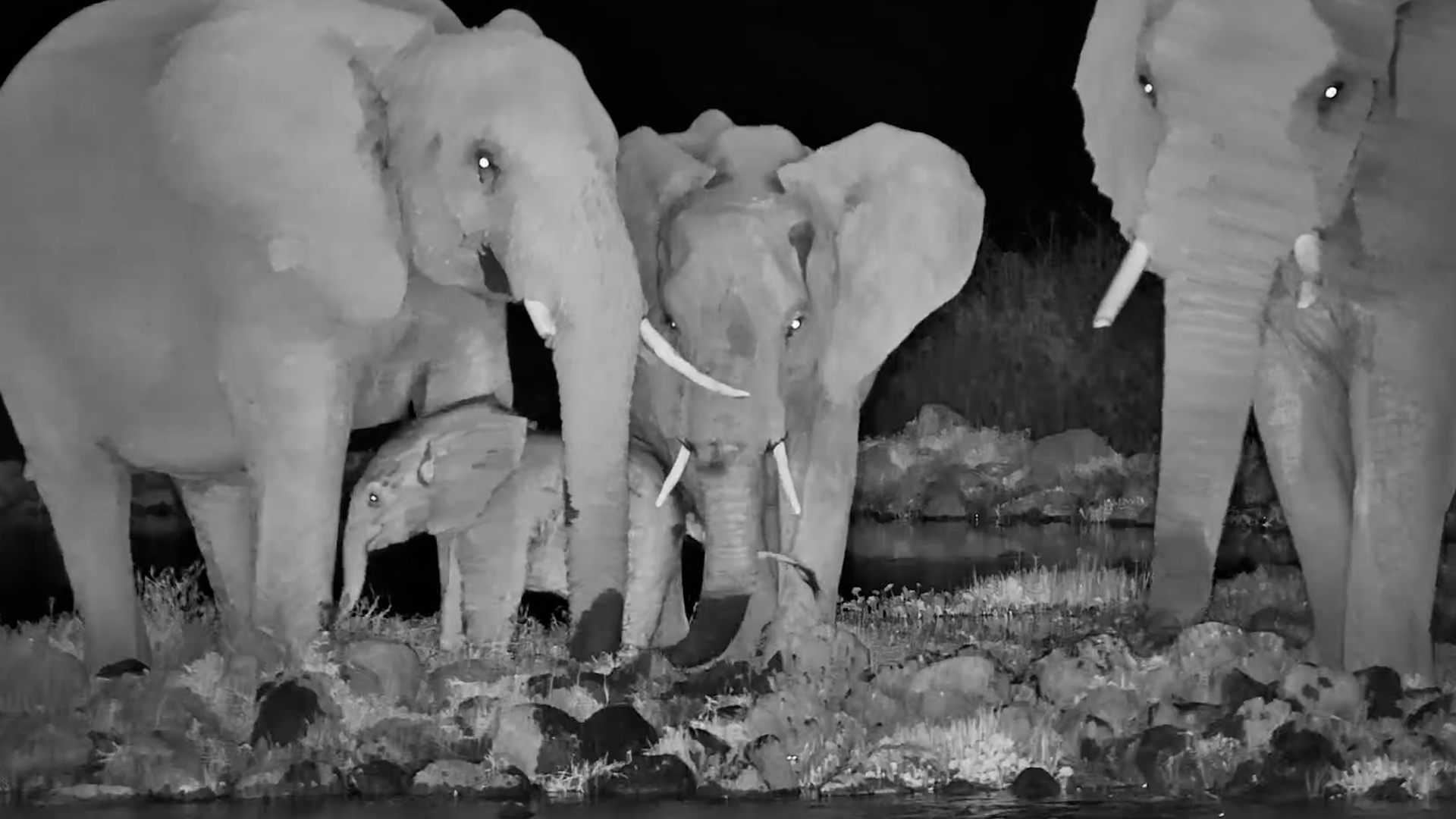 This Little Elephant Had One Goal