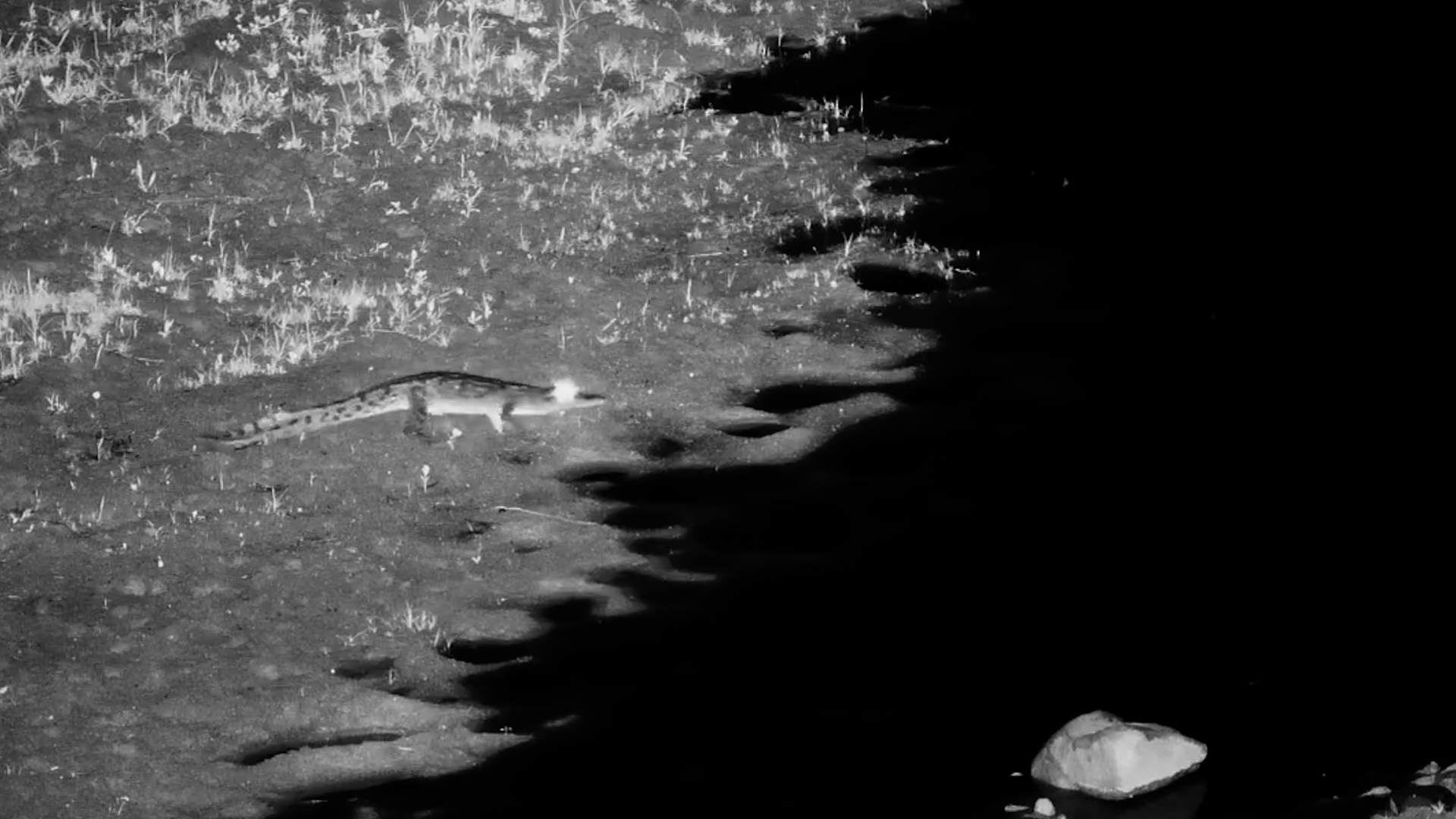 Little Croc Walks in the Dark