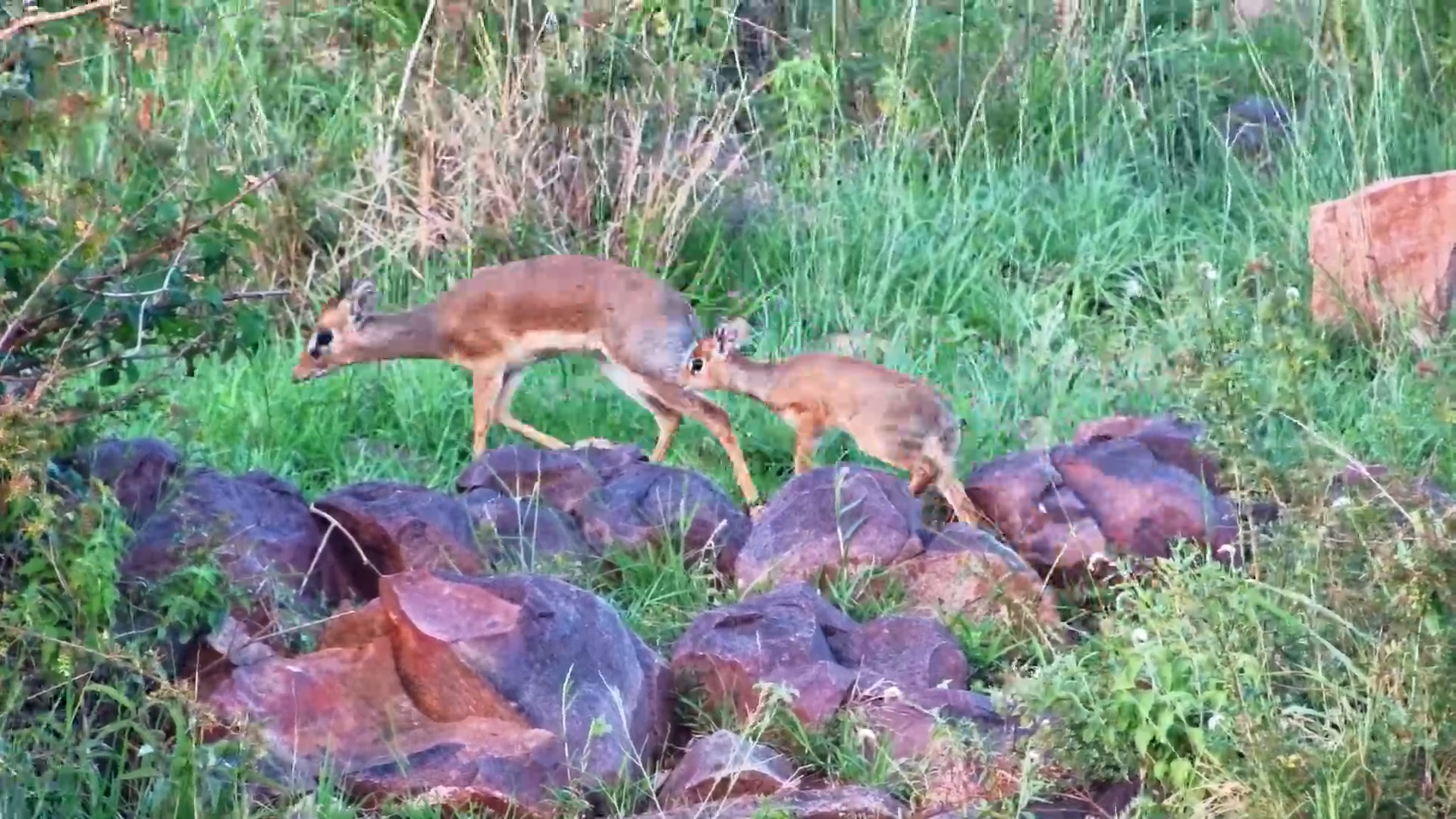 Elusive Dik-dik Family at Serengeti Waterhole