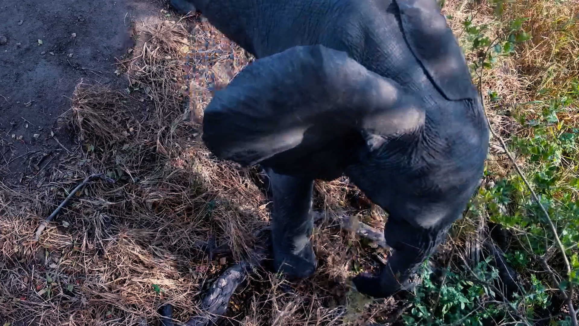 Young Elephant Investigates the Camera Microphone