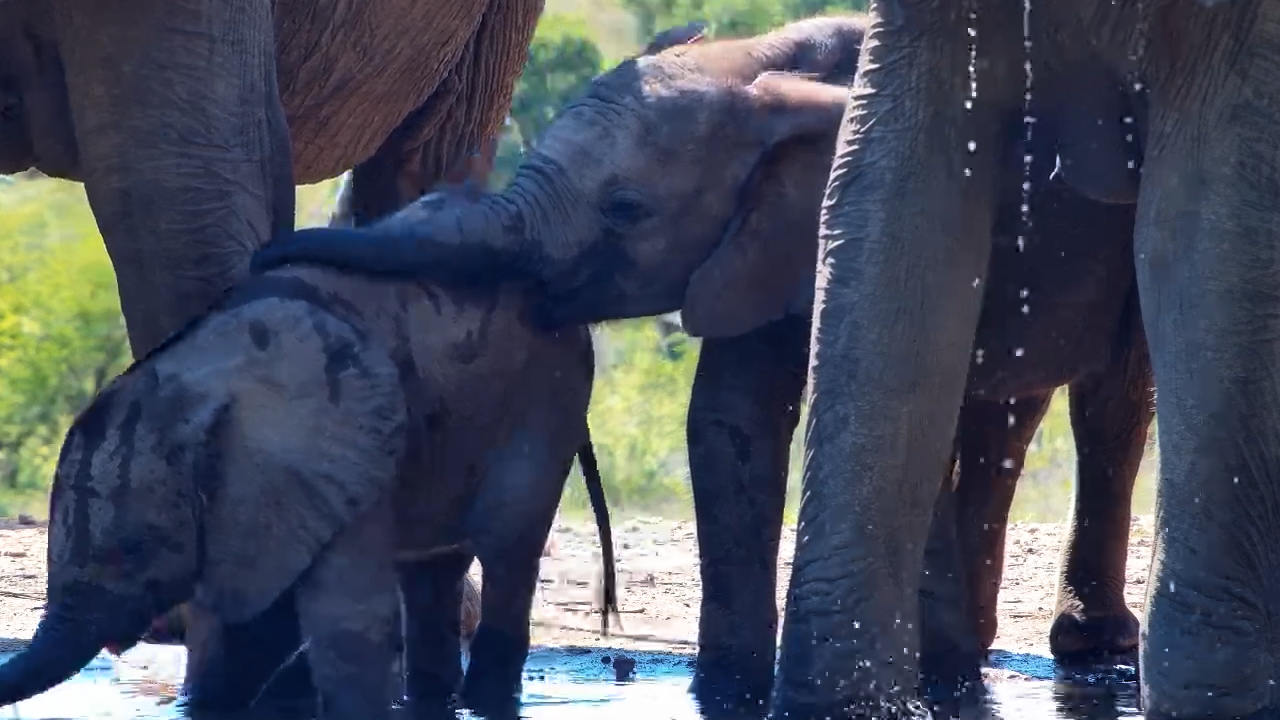 Elephant Calf Learns to Drink at Kings Camp