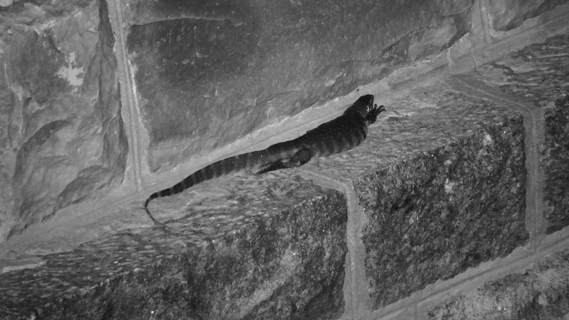 A Lizard Cools Down Under the Kruger Shalati Bridge