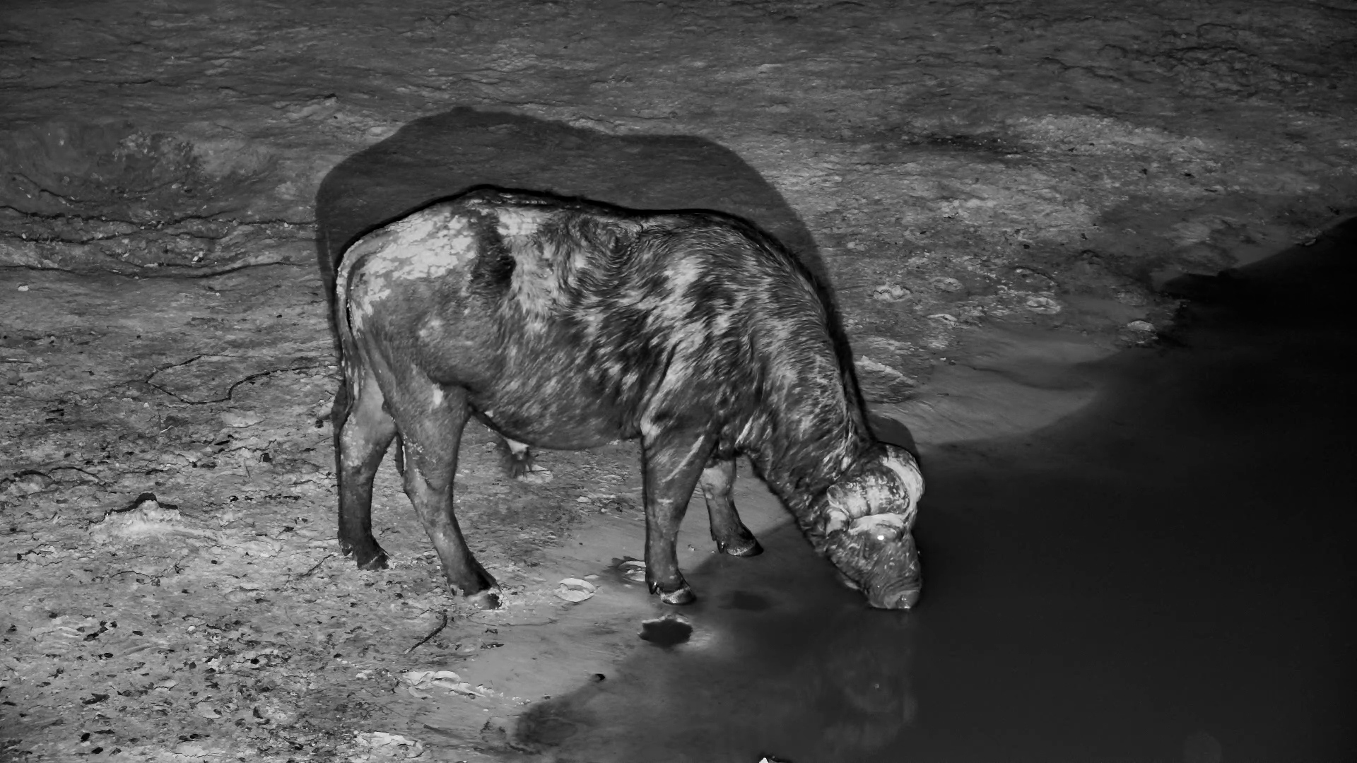 This Old Buffalo Has Seen Some Things