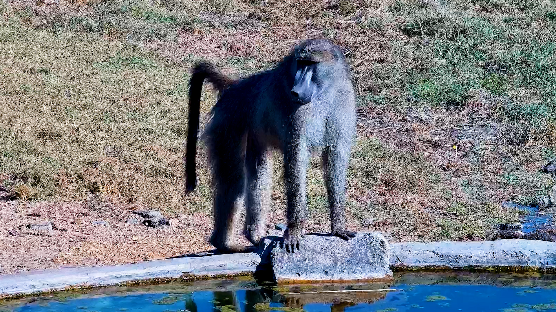 Just a Baboon and the Waterhole