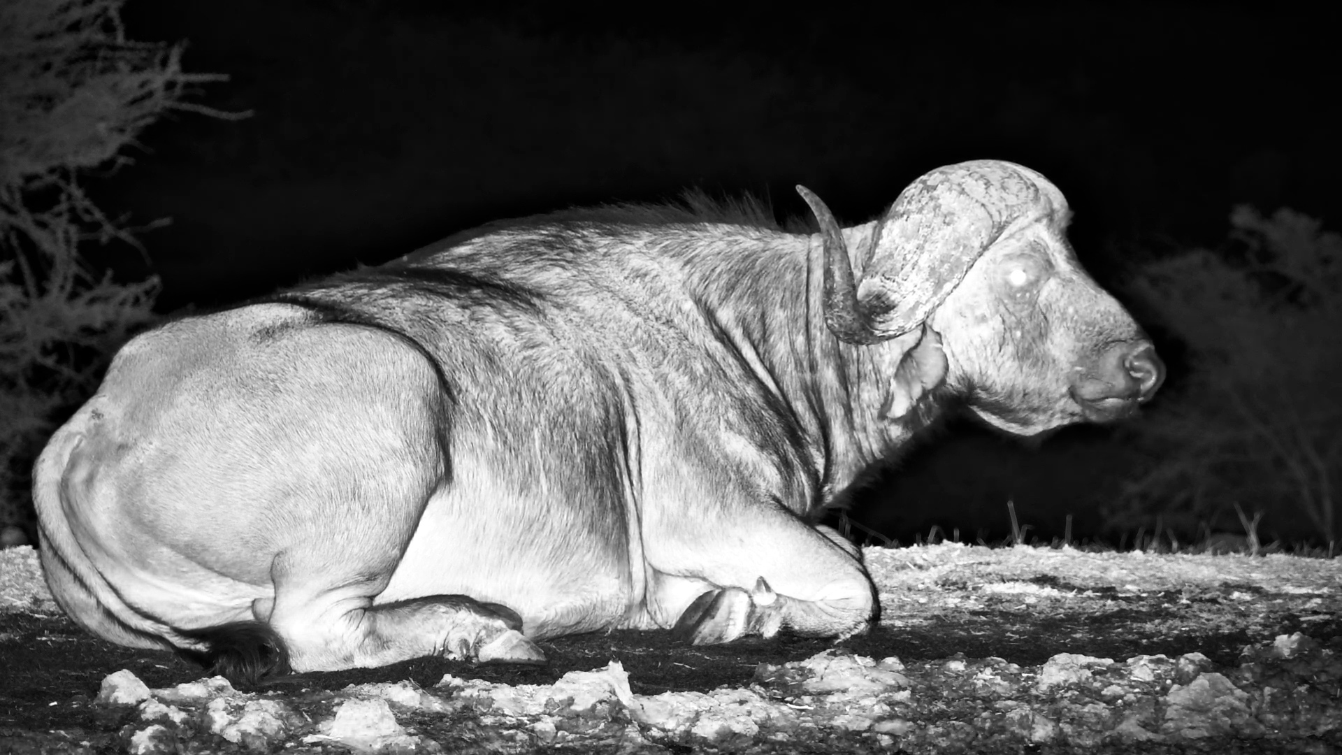 Buffalo Bull Relaxes in the Dark
