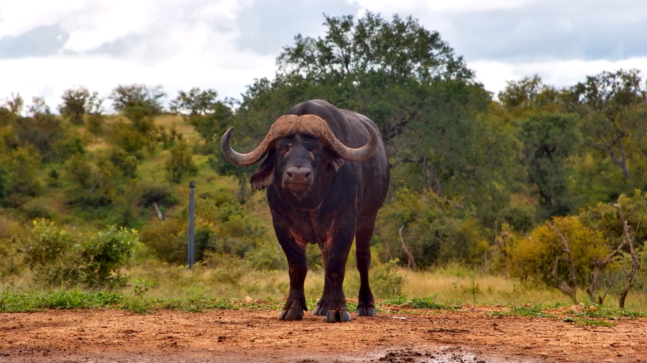 Old Buffalo, No Stress