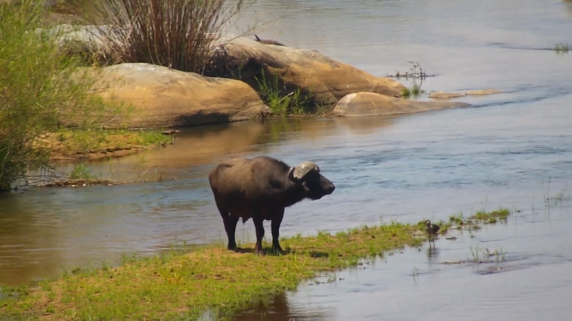 Buffalo Bull Wades Through the Water