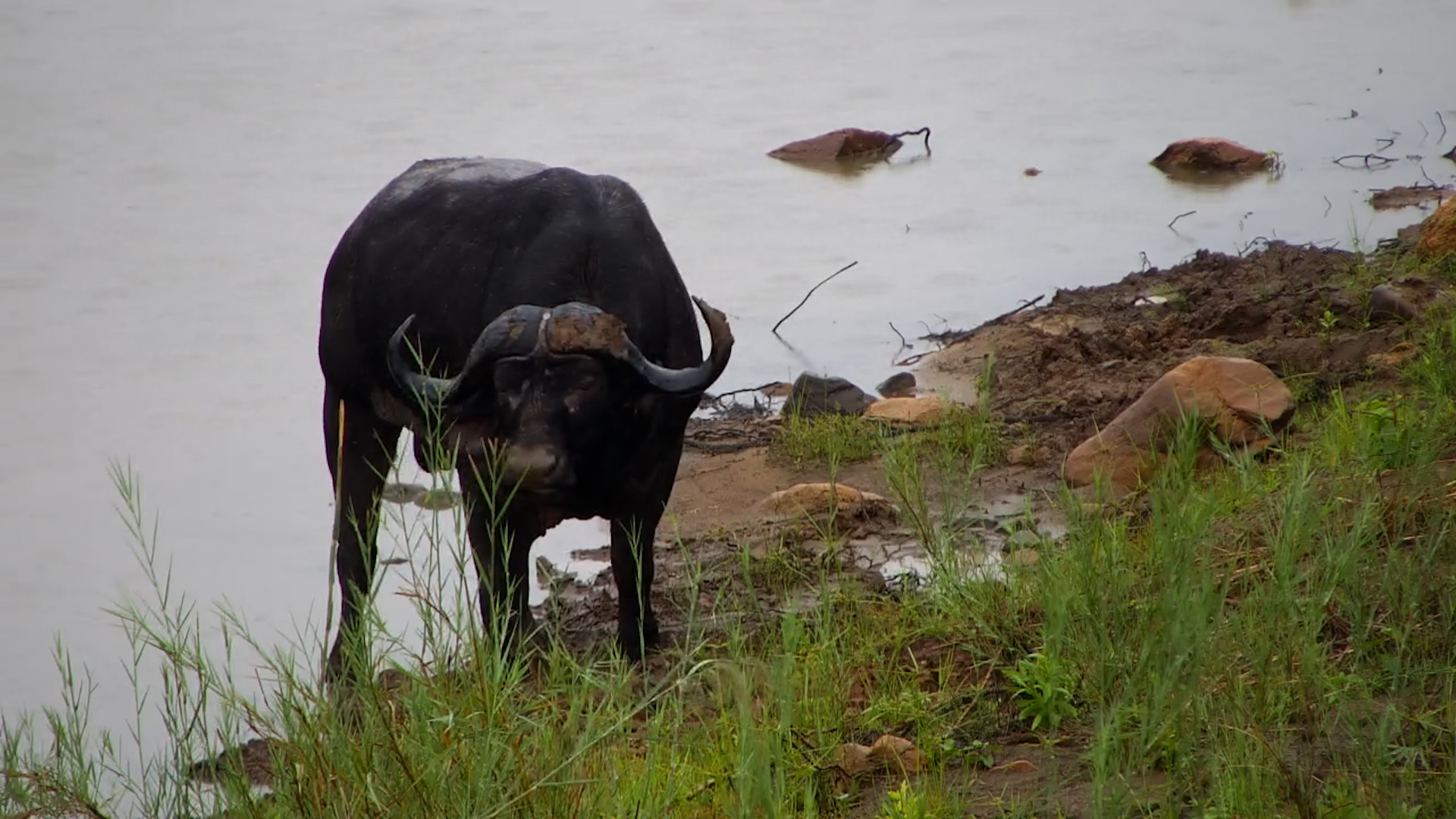 This Buffalo Found the Perfect Mud Spot