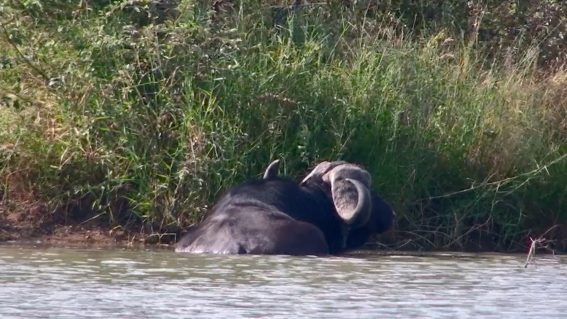 Buffalo Soaks in Silence