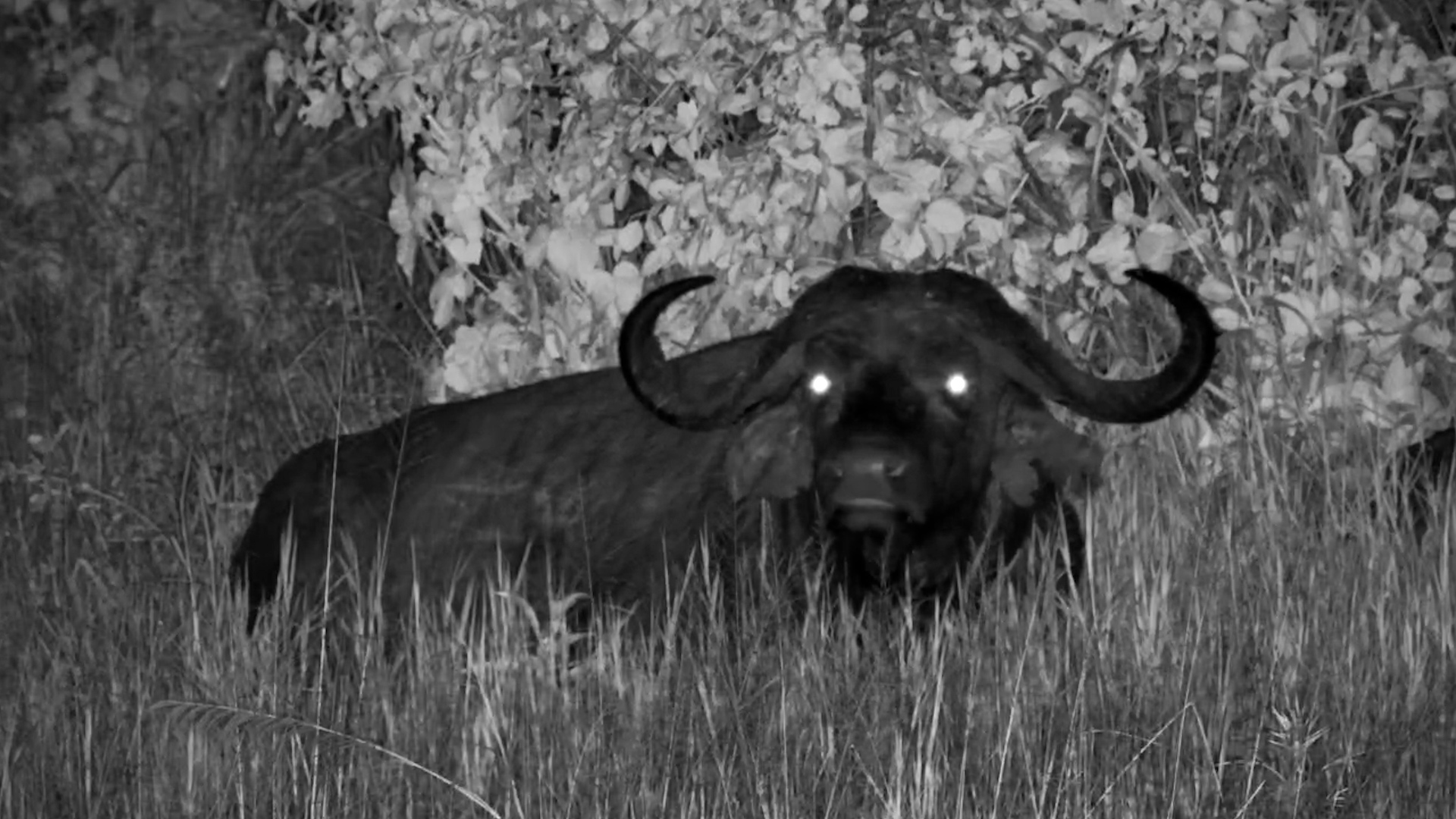 Buffalo Chews Under the Stars