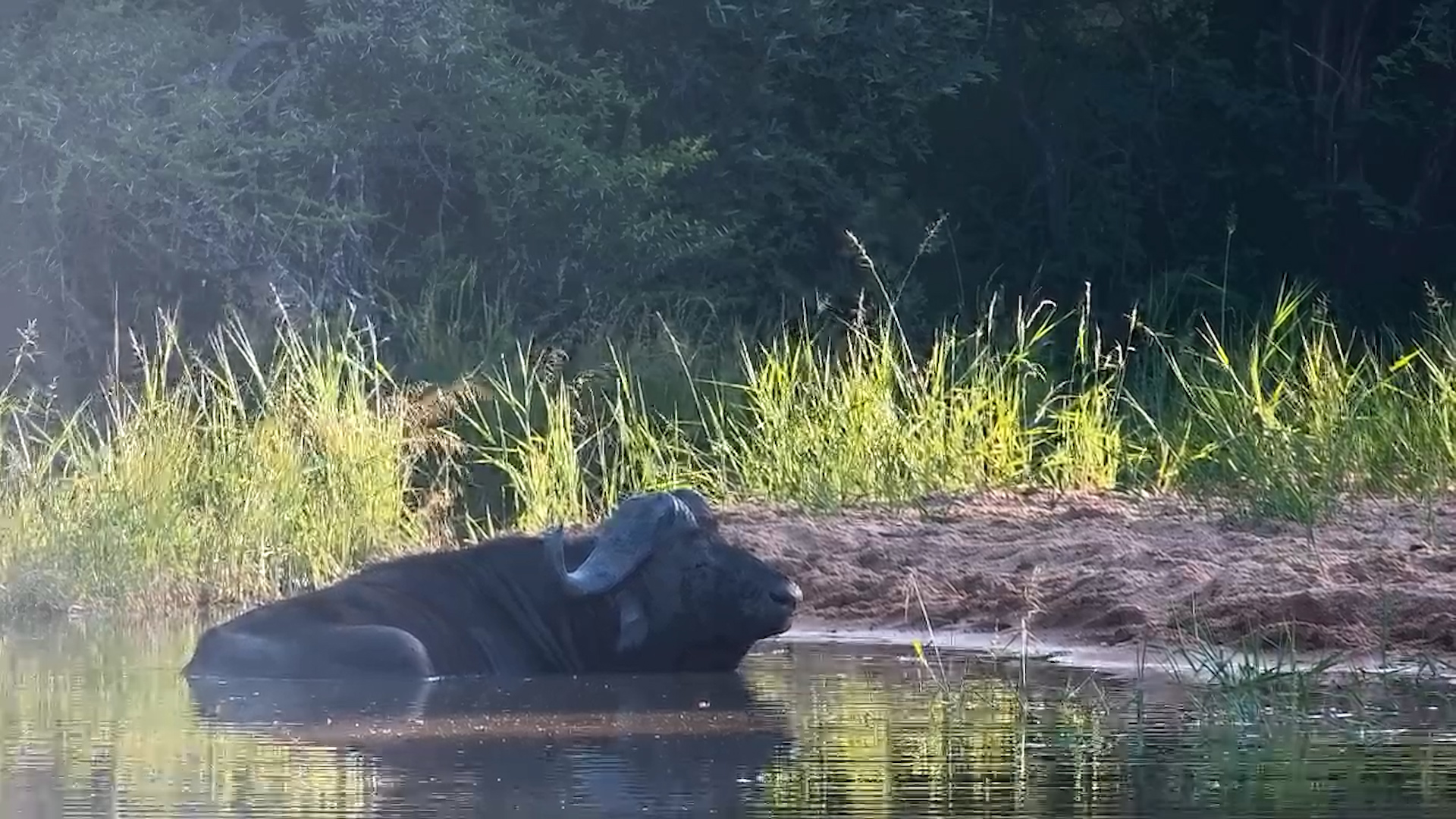 Buffalo Chills at the Waterhole