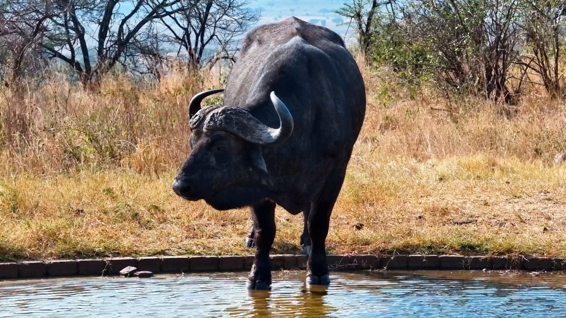 This Buffalo Is Built Like a TANK