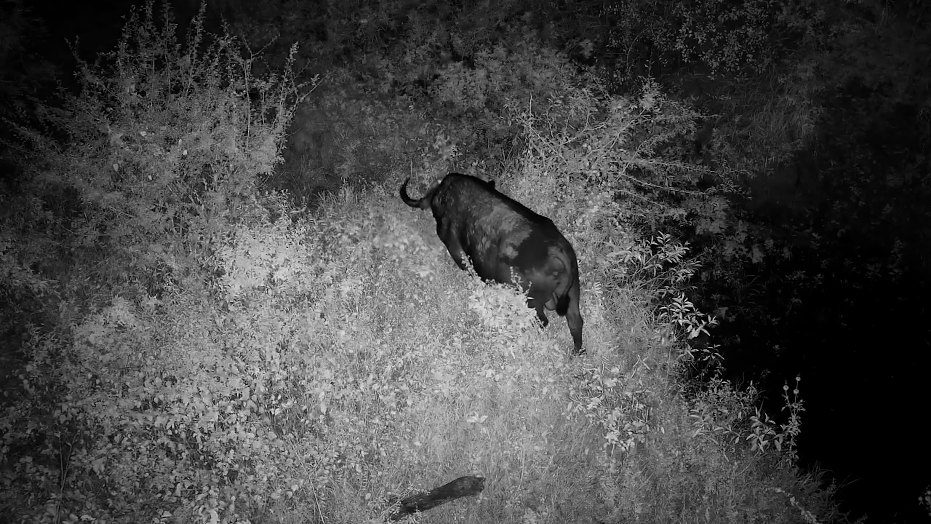A Bird's-Eye View Of A Buffalo At Night