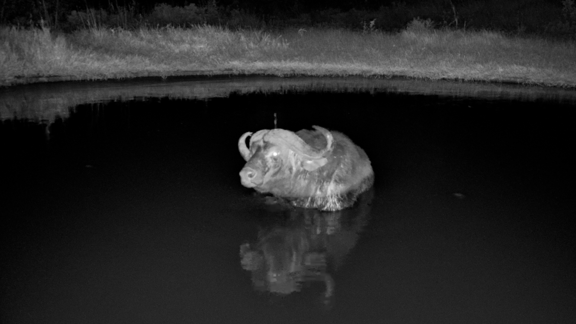 A Lone Buffalo Stood Silently in the Darkness