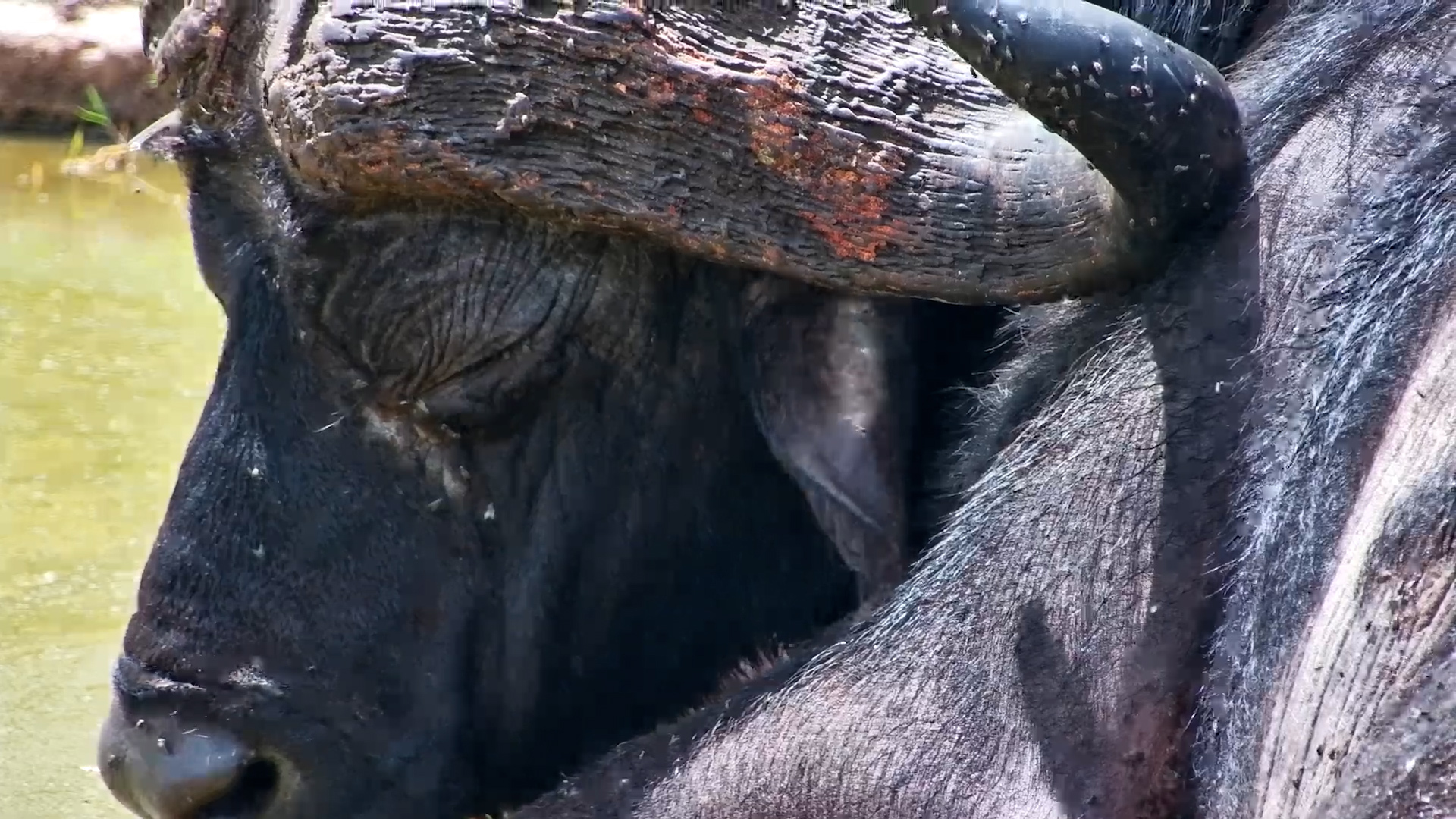 Could You Handle This? Buffalo vs Flies