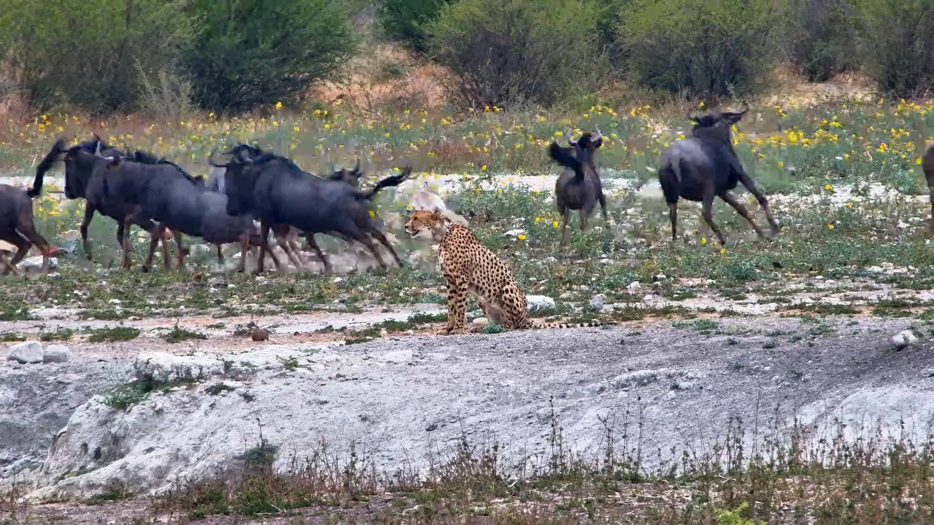 All Eyes on the Thirsty Cheetah!