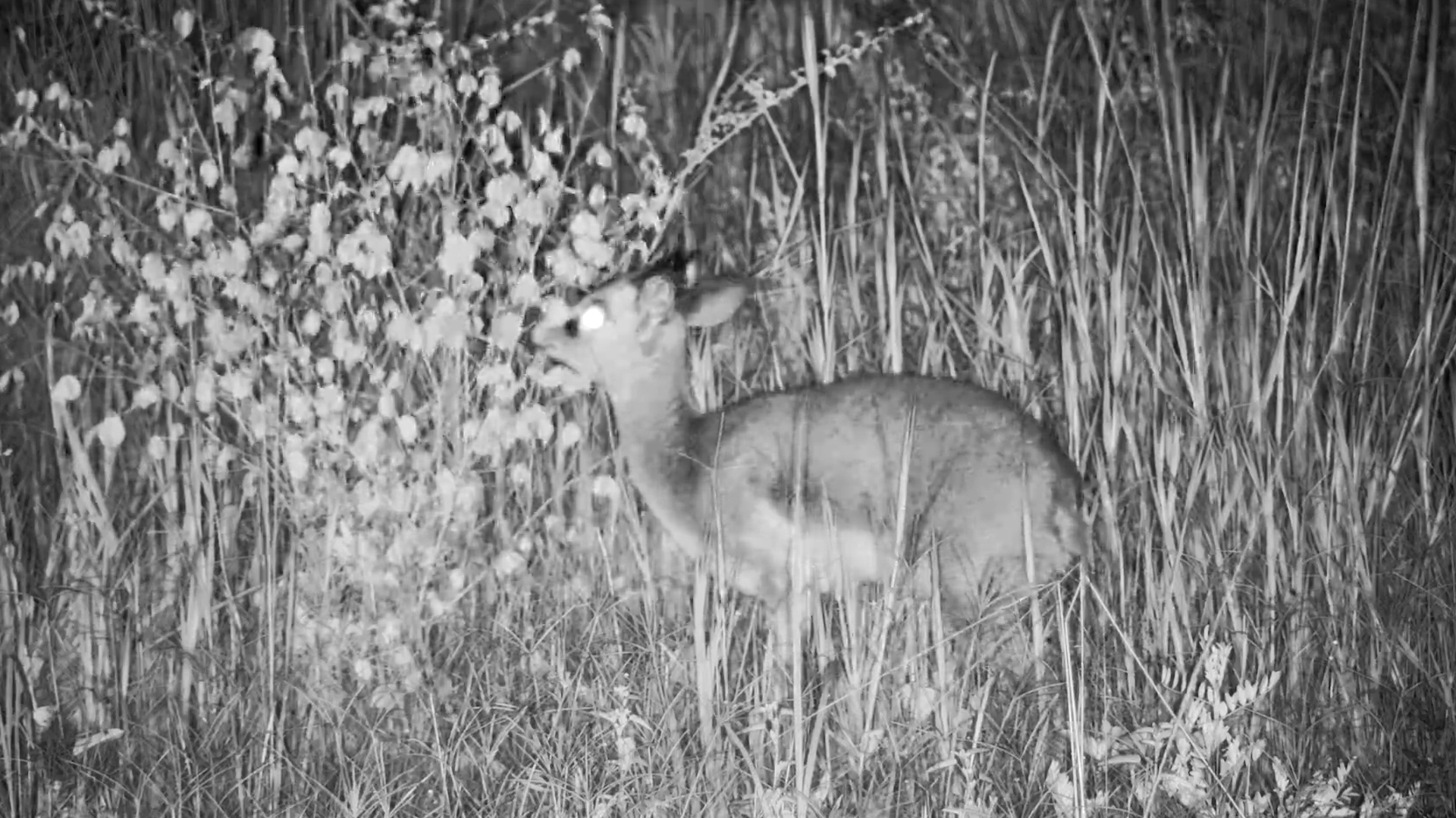 Dik-dik Out and About