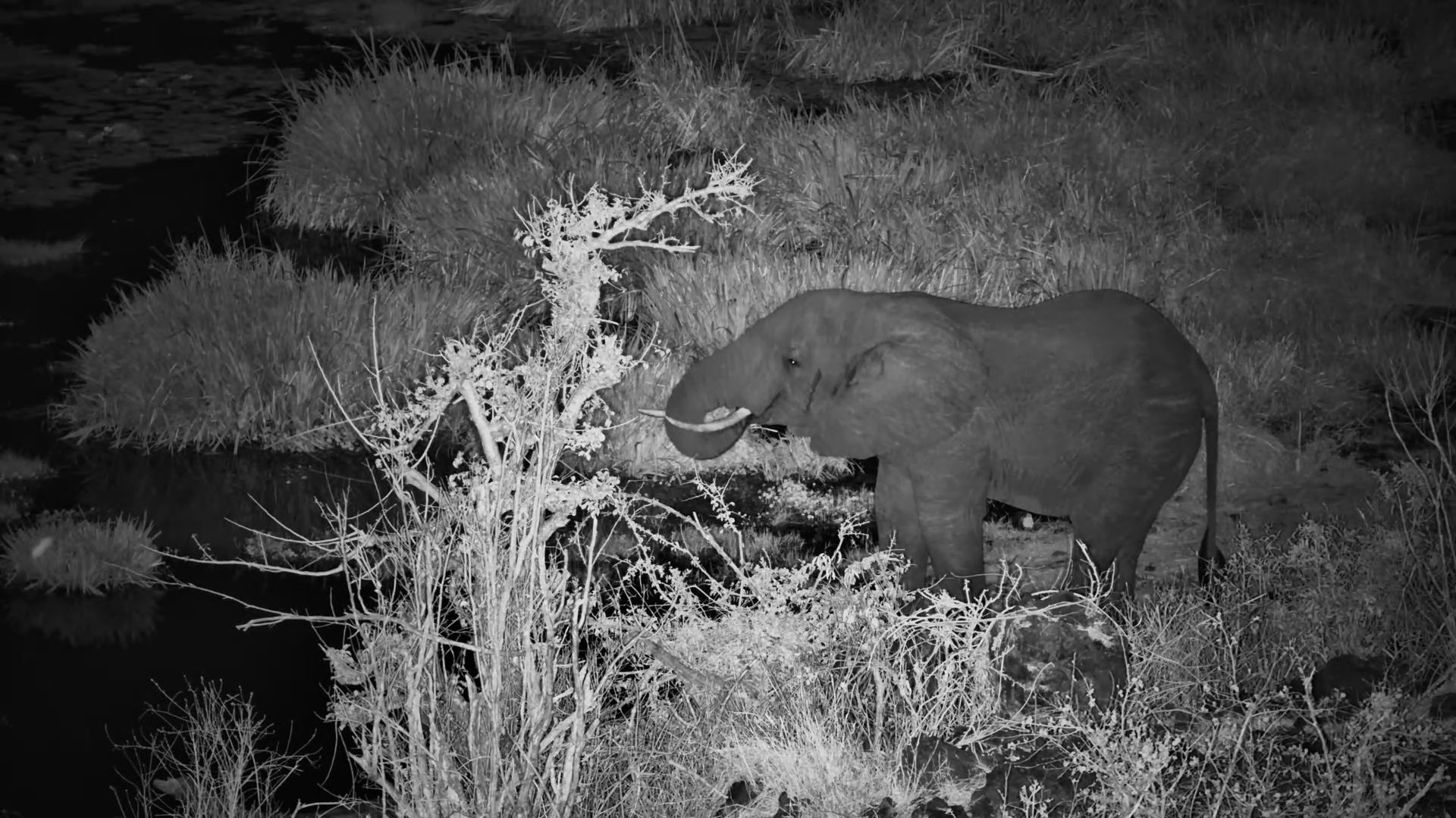 Lone Elephant Enjoys a Calm Night time Drink