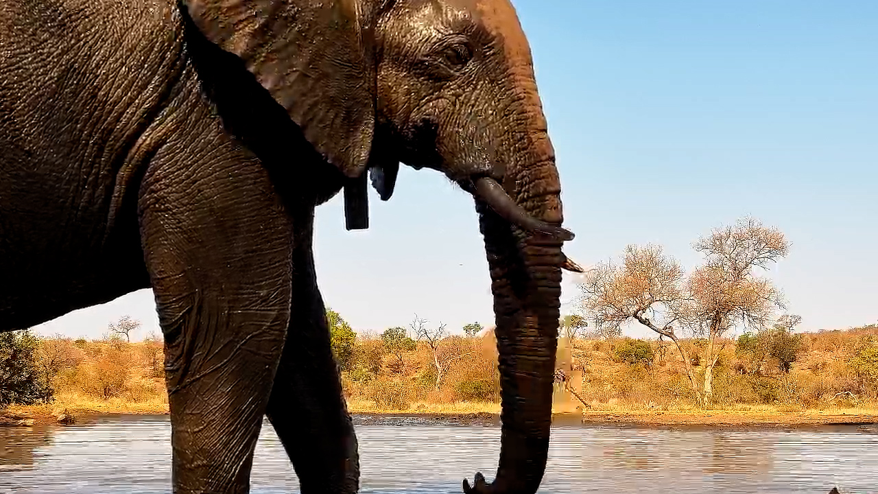 Oops! Elephant Drinks… Then Poops in Front of the Camera