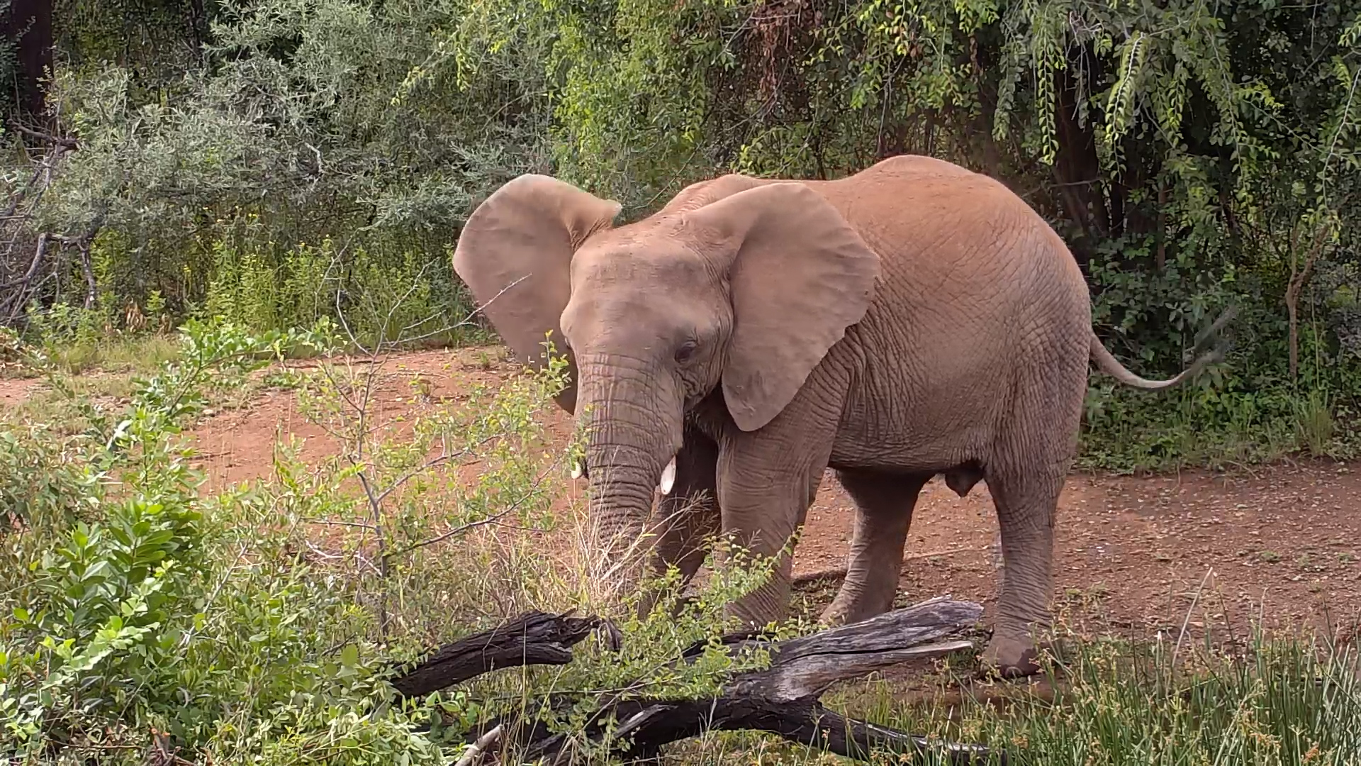 Lone Giant at Kwa Maritane