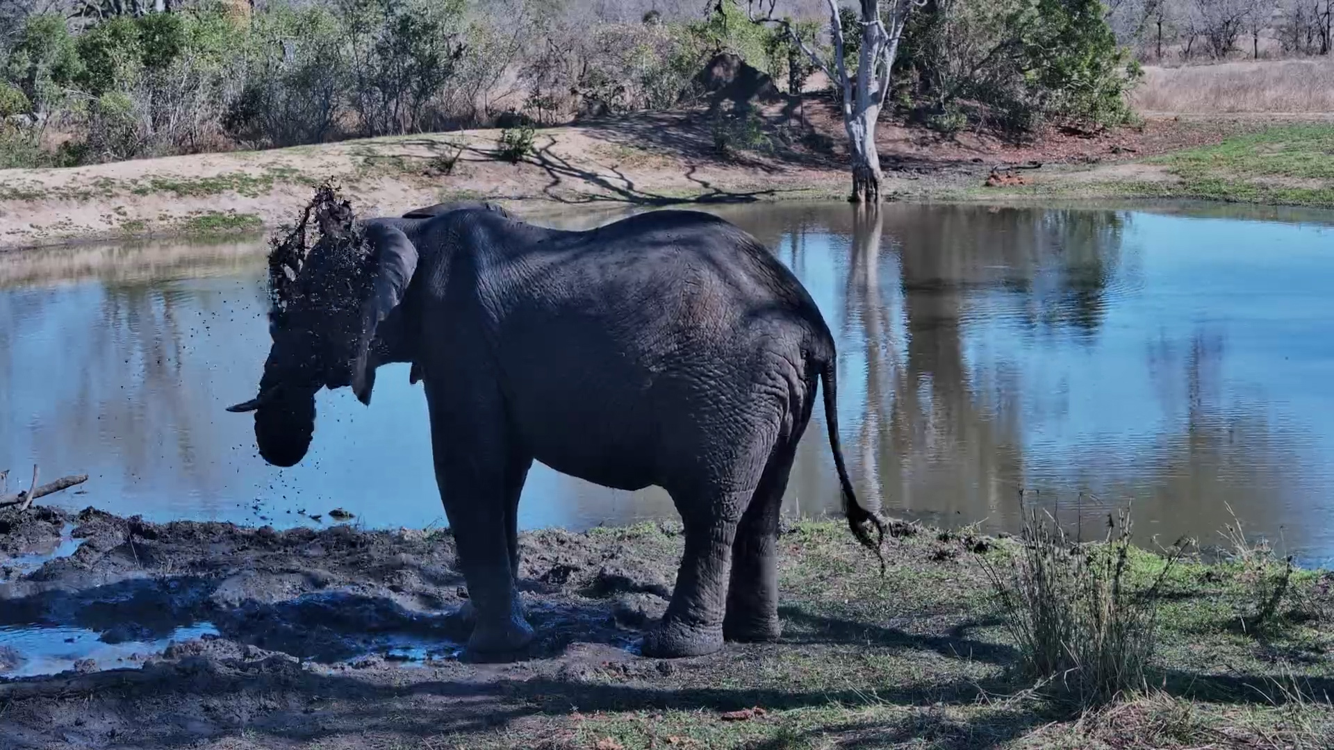 Lone Elephant Visits Roy’s Dam