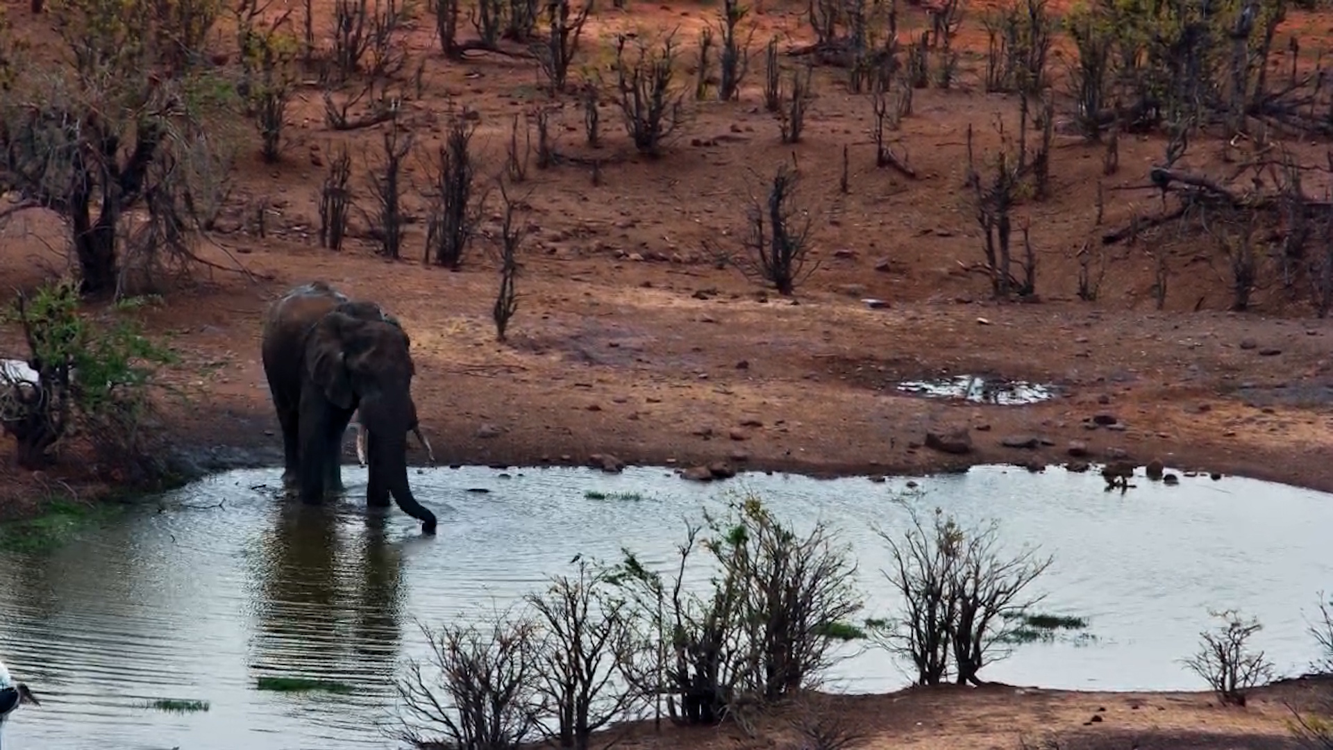Lone Elephant Enjoys a Daytime Drink