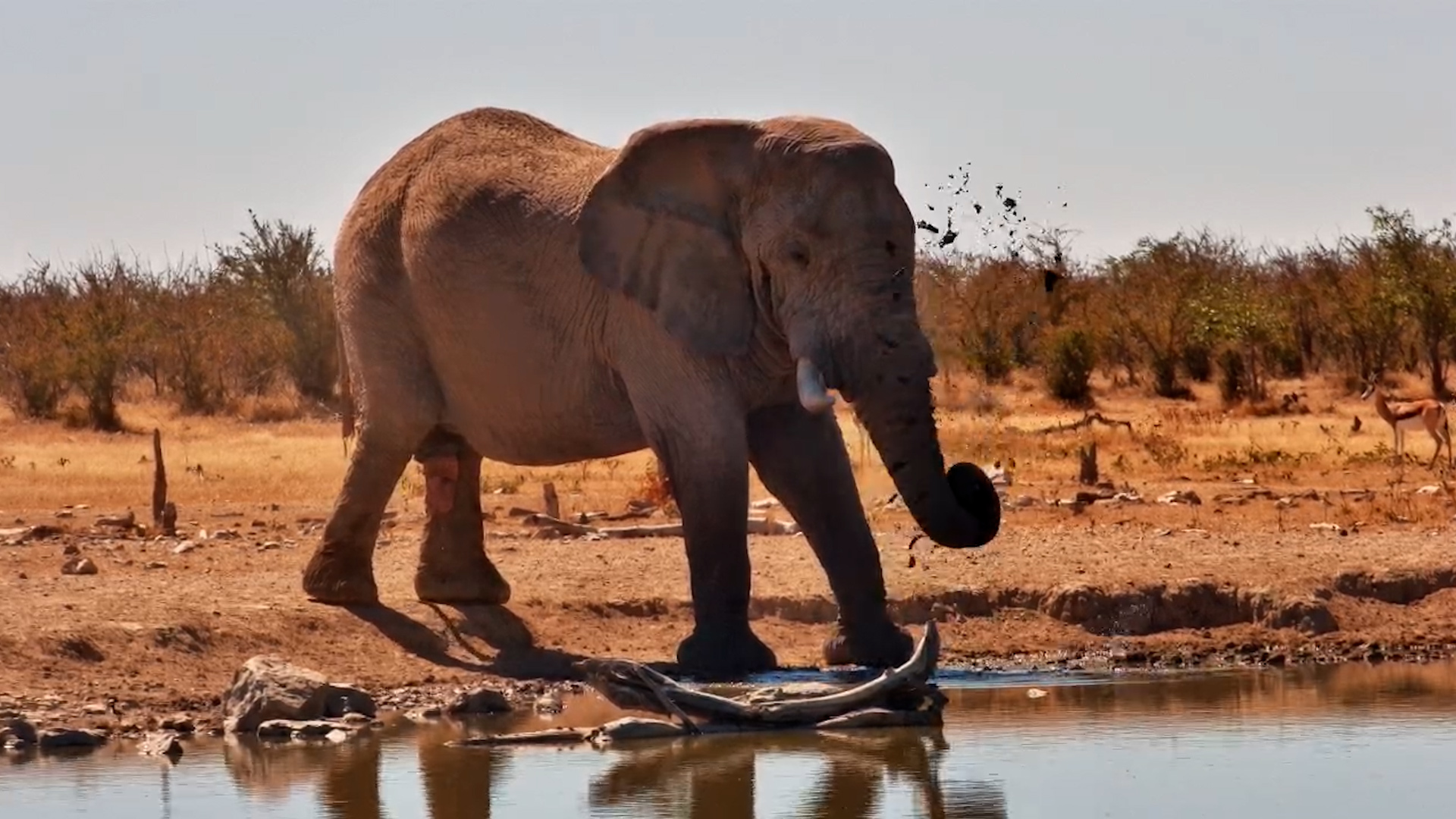 Elephant Bull Drinking at Safarihoek