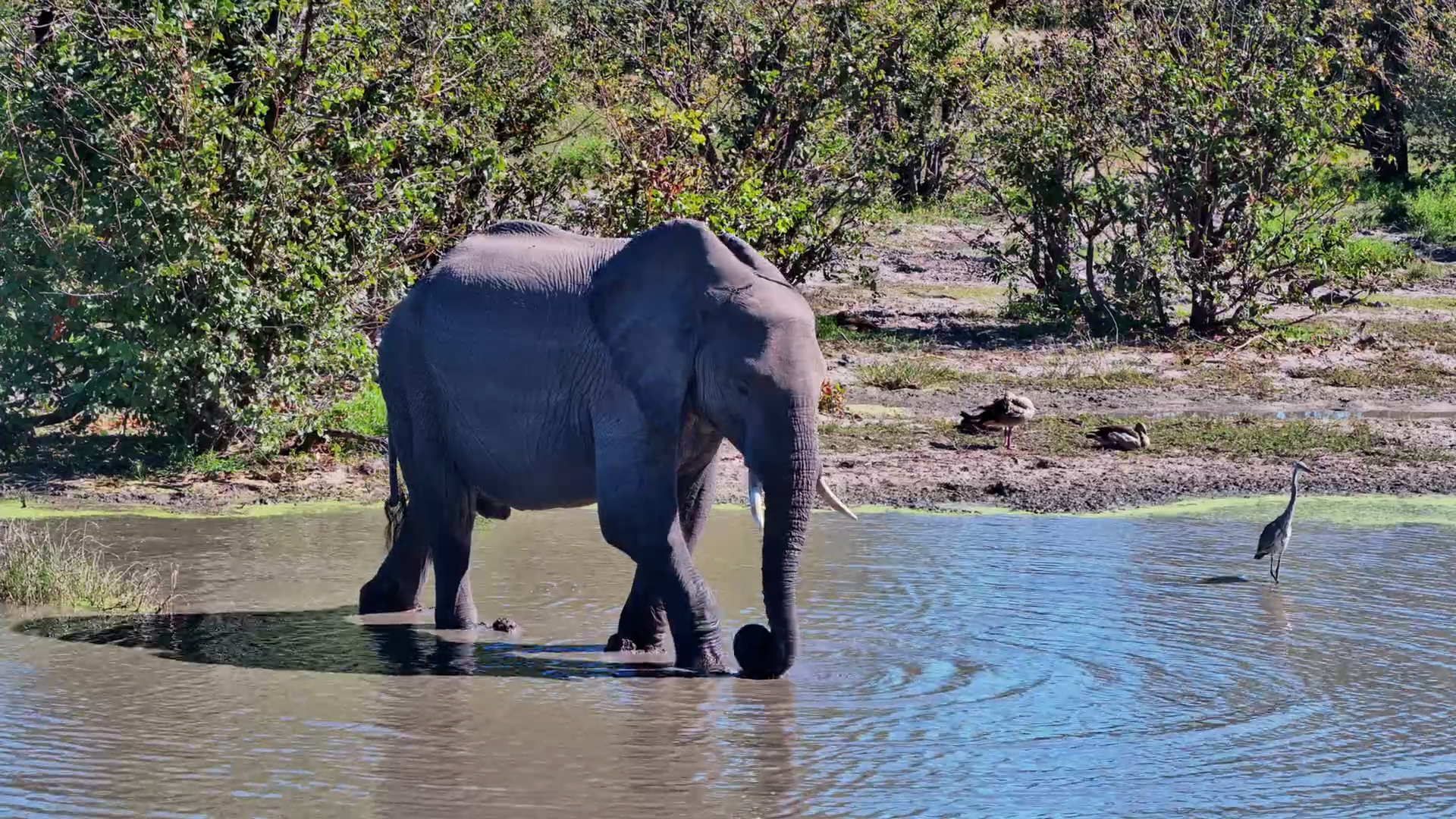 Elephant Chilling at Twin Pan