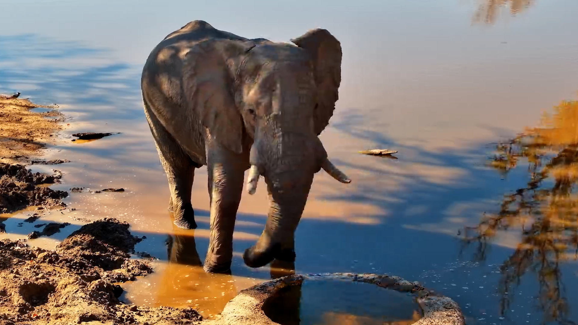 A Lone Elephant Has the Khwai Waterhole to Itself