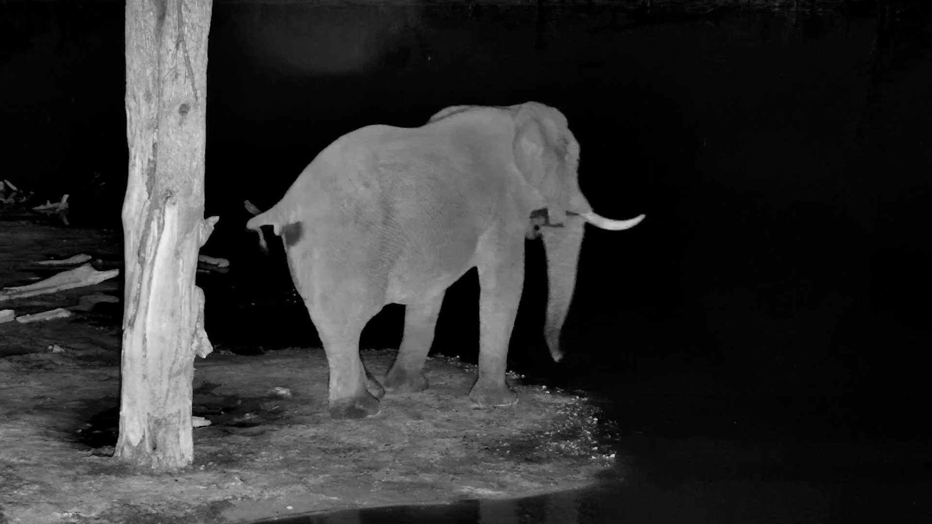 Something Didn't Seem Right With This Elephant