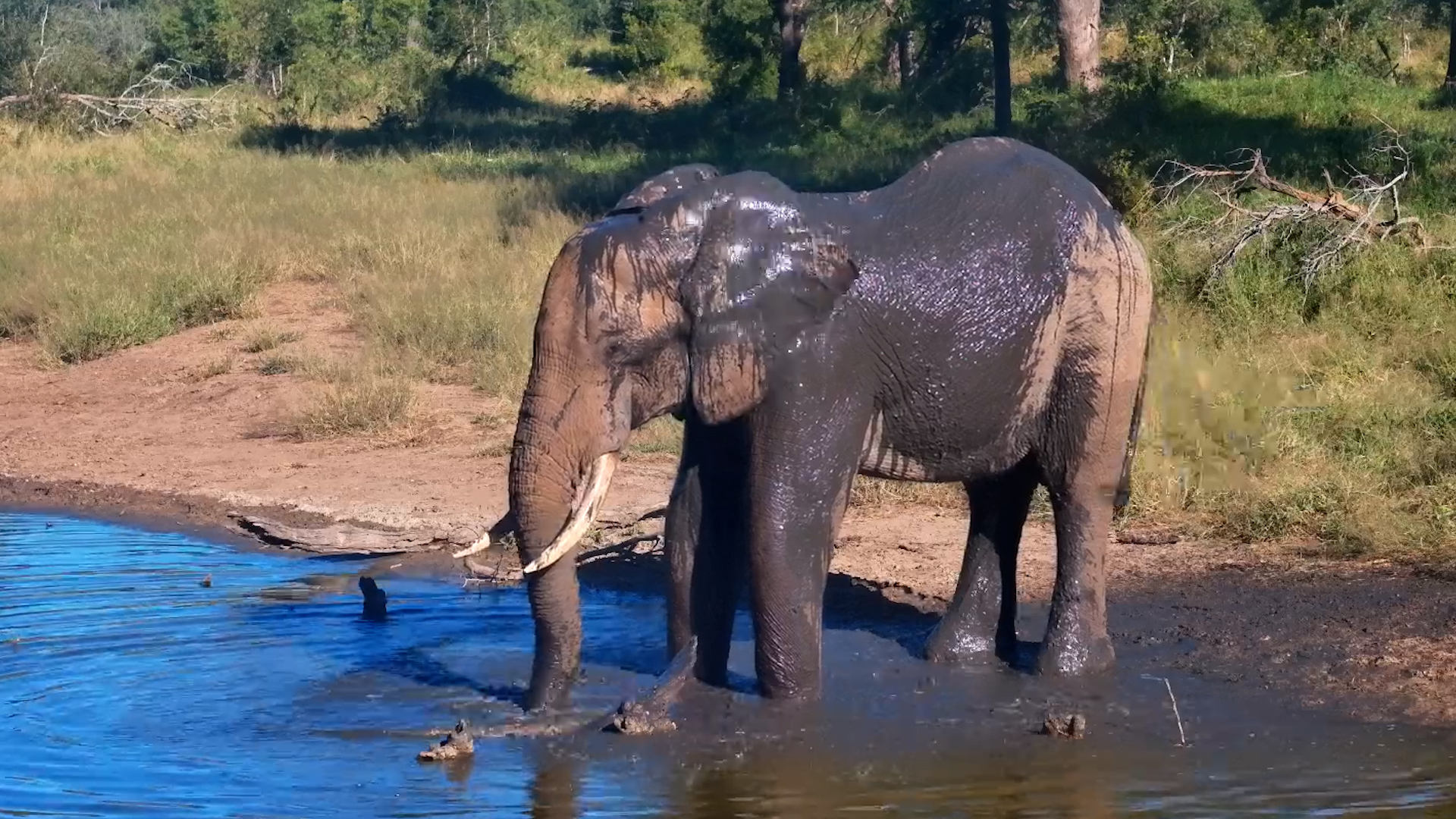 Elephant Beats the Heat at Serondella