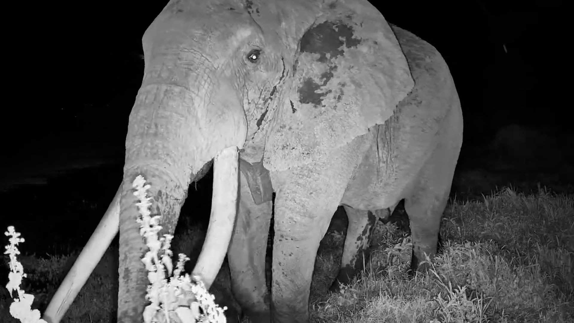 Big-Tusked Elephant at Night