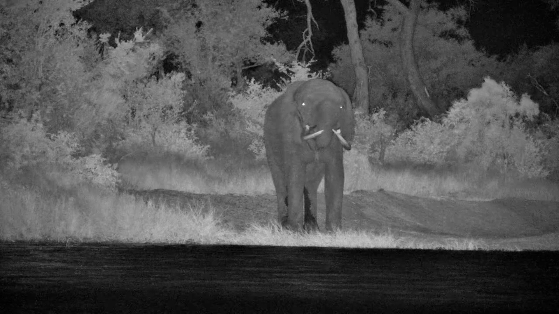 Tusks Like Swords: Lone Elephant Bull at the Waterhole