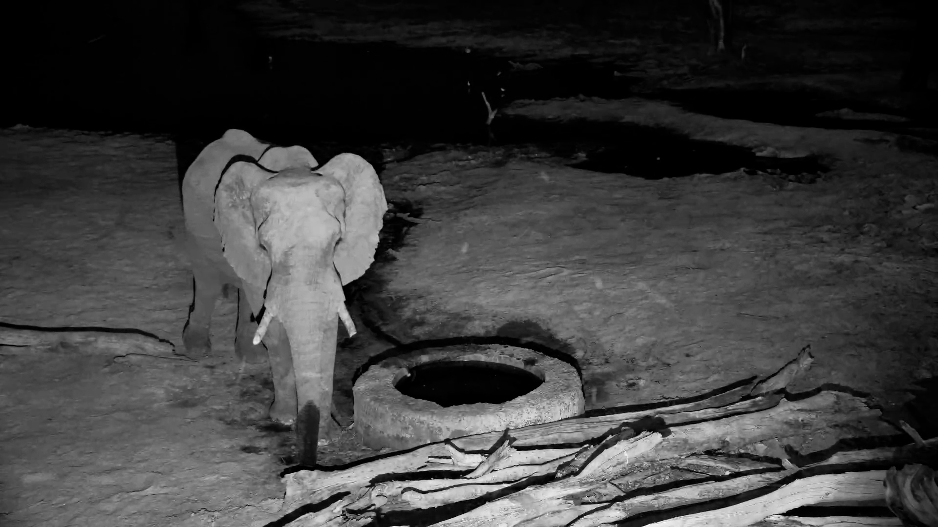 Solitary Giant: Elephant Drinks at the Waterhole After Dark