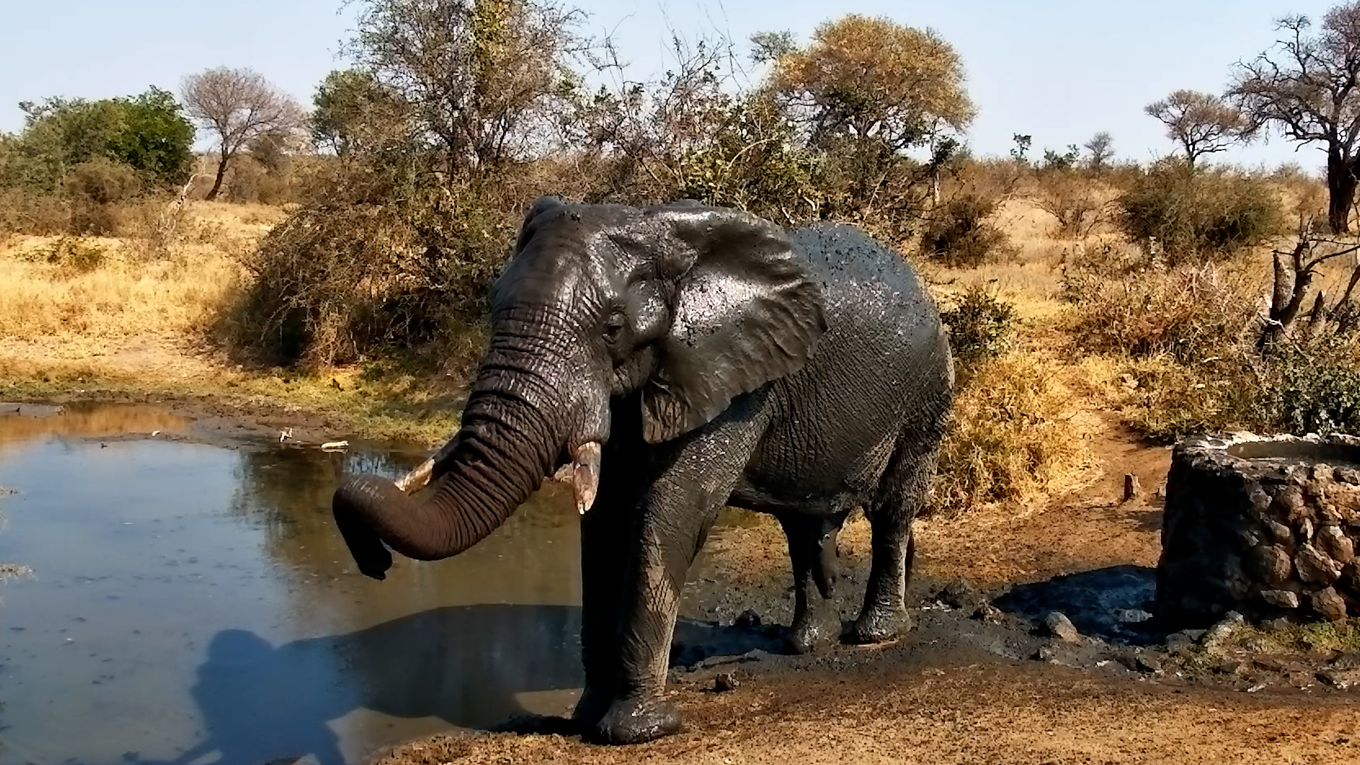 Watch an Elephant Take a Shower