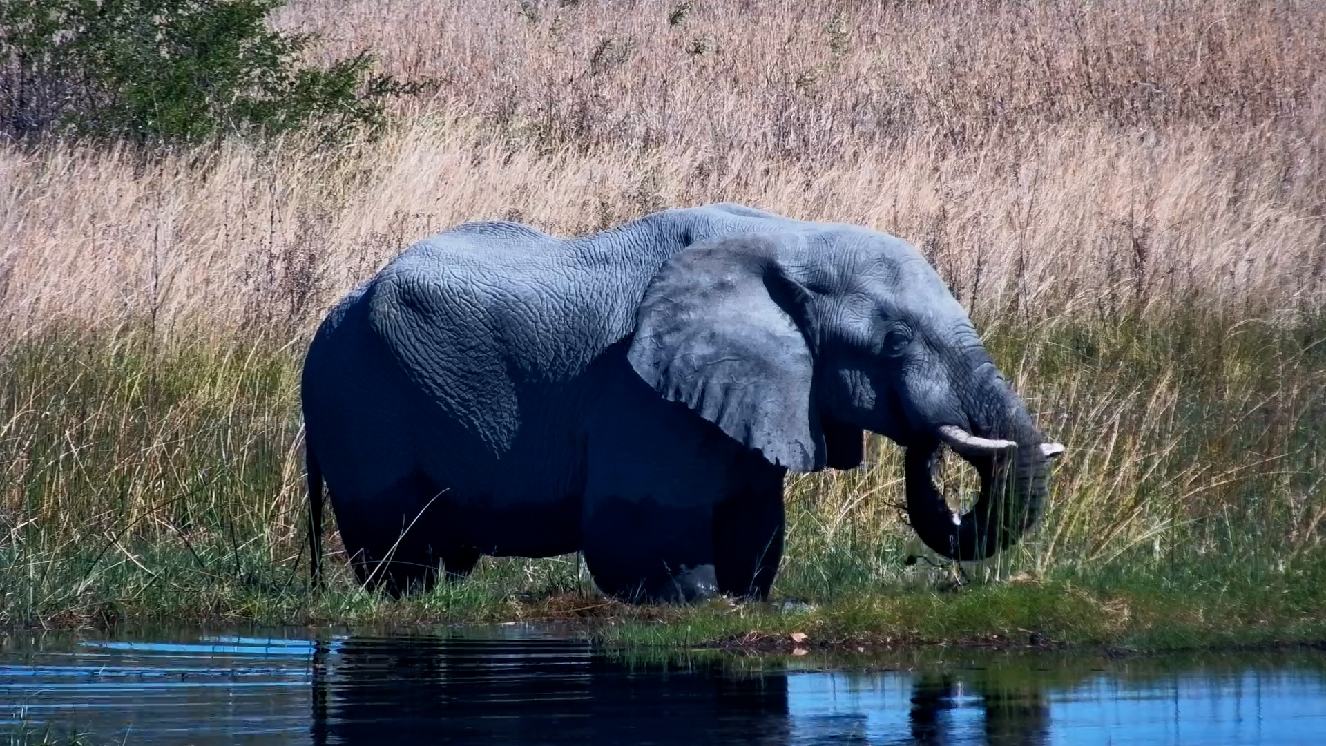 Just Another Day in an Elephant's Life