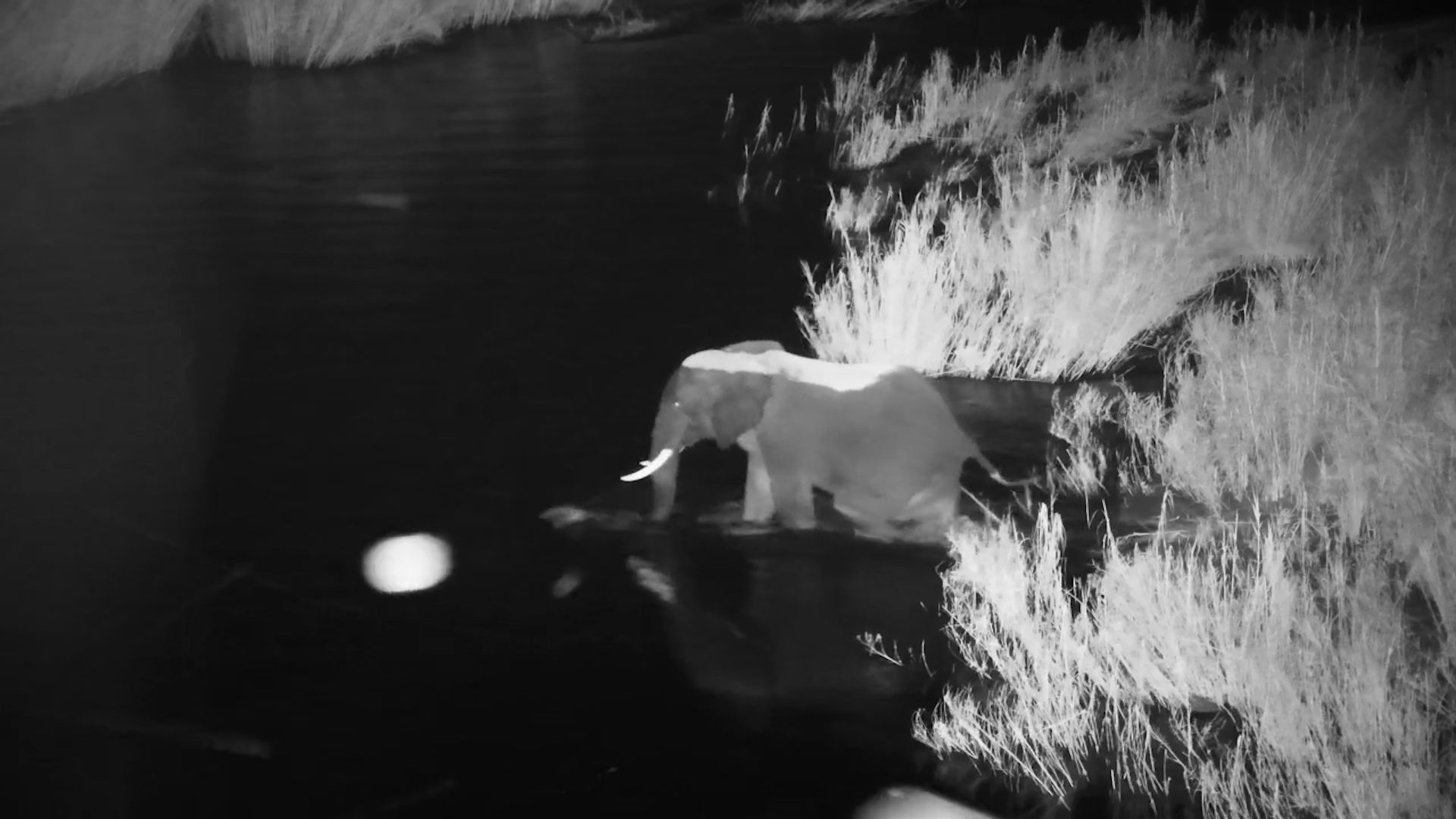 Timelapse Magic | Elephant Walks the Sabie River