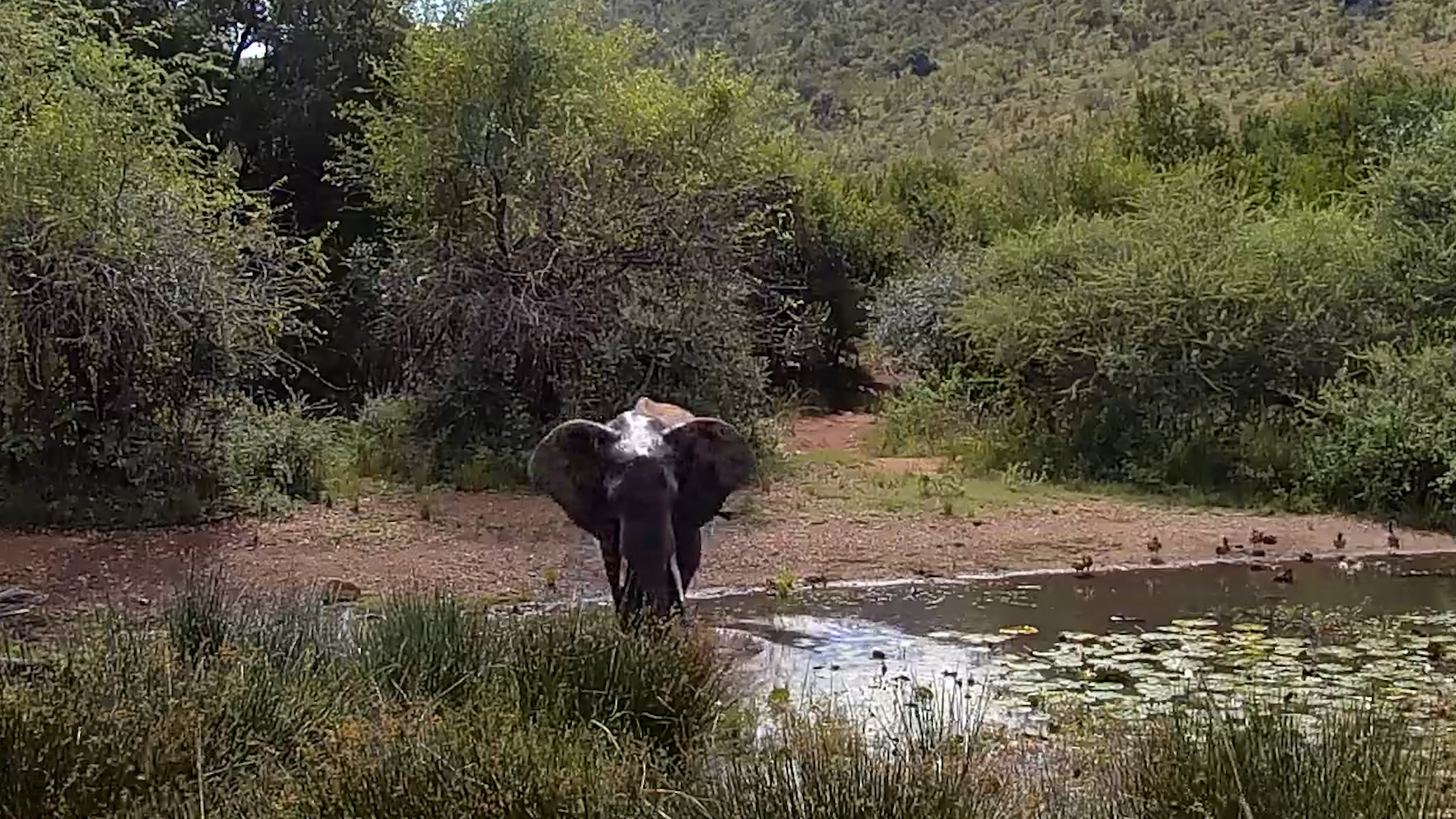 Single Elephant Owns the Waterhole