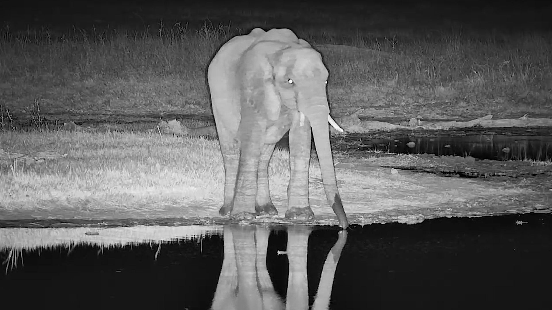 Mirror-Like Water, Majestic Elephant