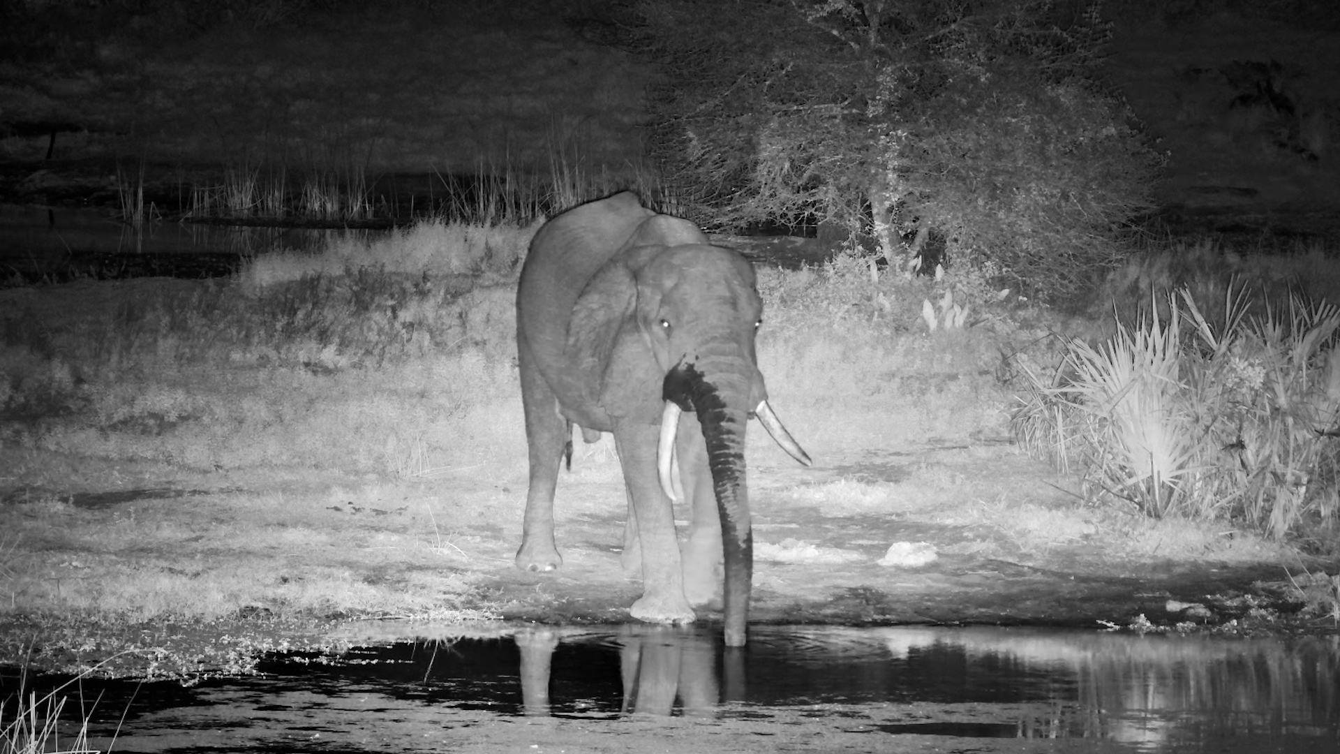 A Midnight Drink for a Gentle Giant