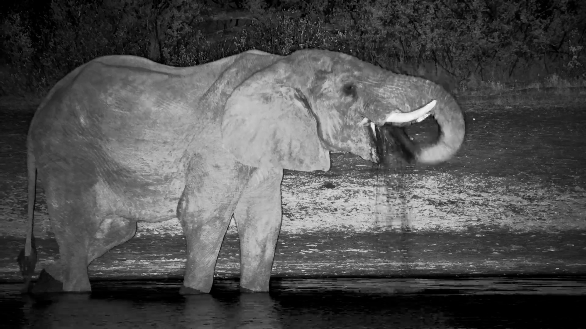 Elephant Drinks at The Hide Waterhole at Night