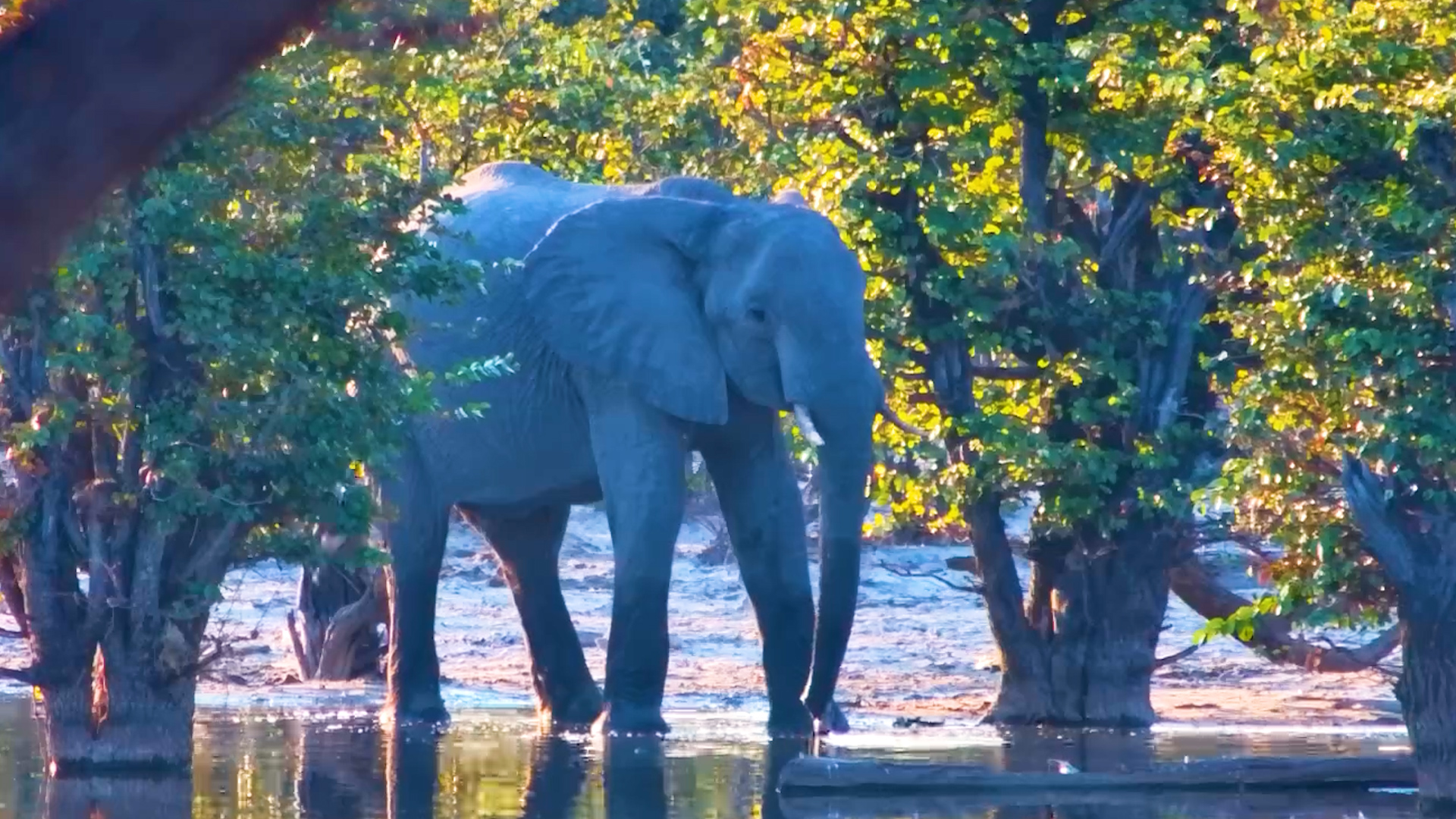 A Lone Elephant Drinks at the Waterhole Edge