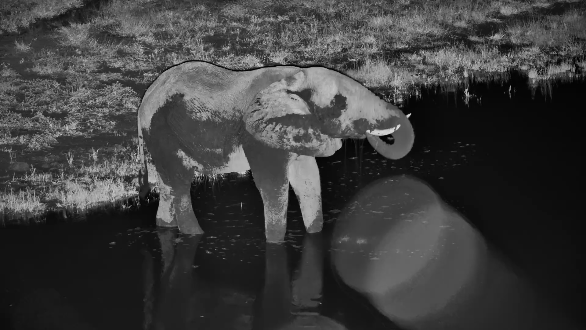 Night Visit: Elephant at Moela Waterhole